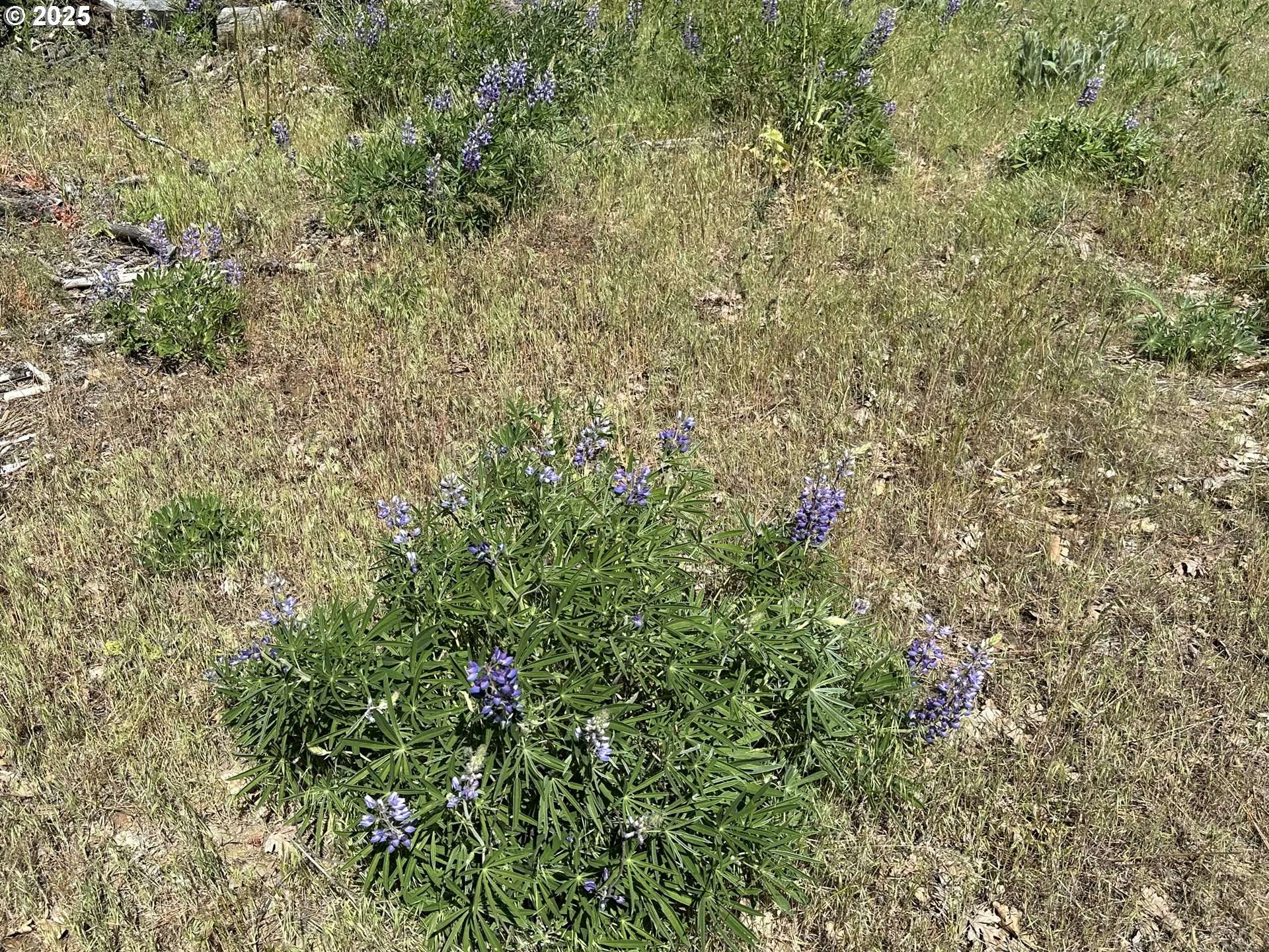 Goldendale, WA 98620,D PINE #1