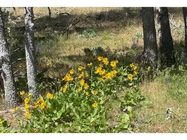 Goldendale, WA 98620,D PINE #1