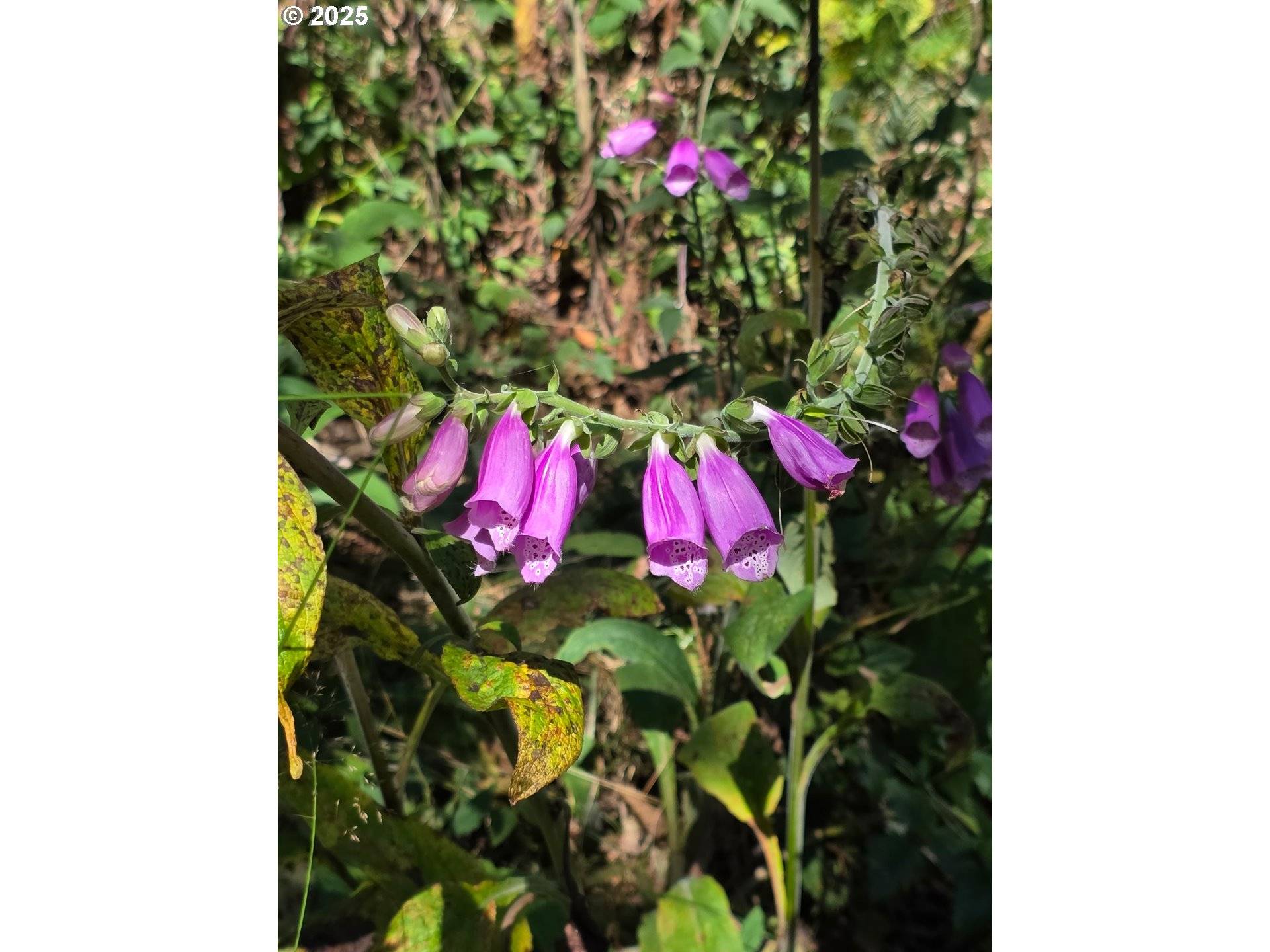 Seaside, OR 97138,Hamlet Road