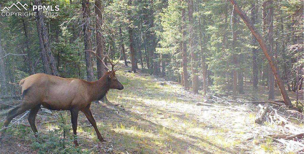 Florissant, CO 80816,10223 Trail Creek RD