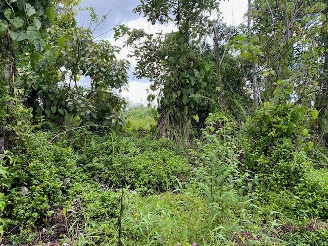 Pahoa, HI 96778,OPIHIKAO RD #Lot 46