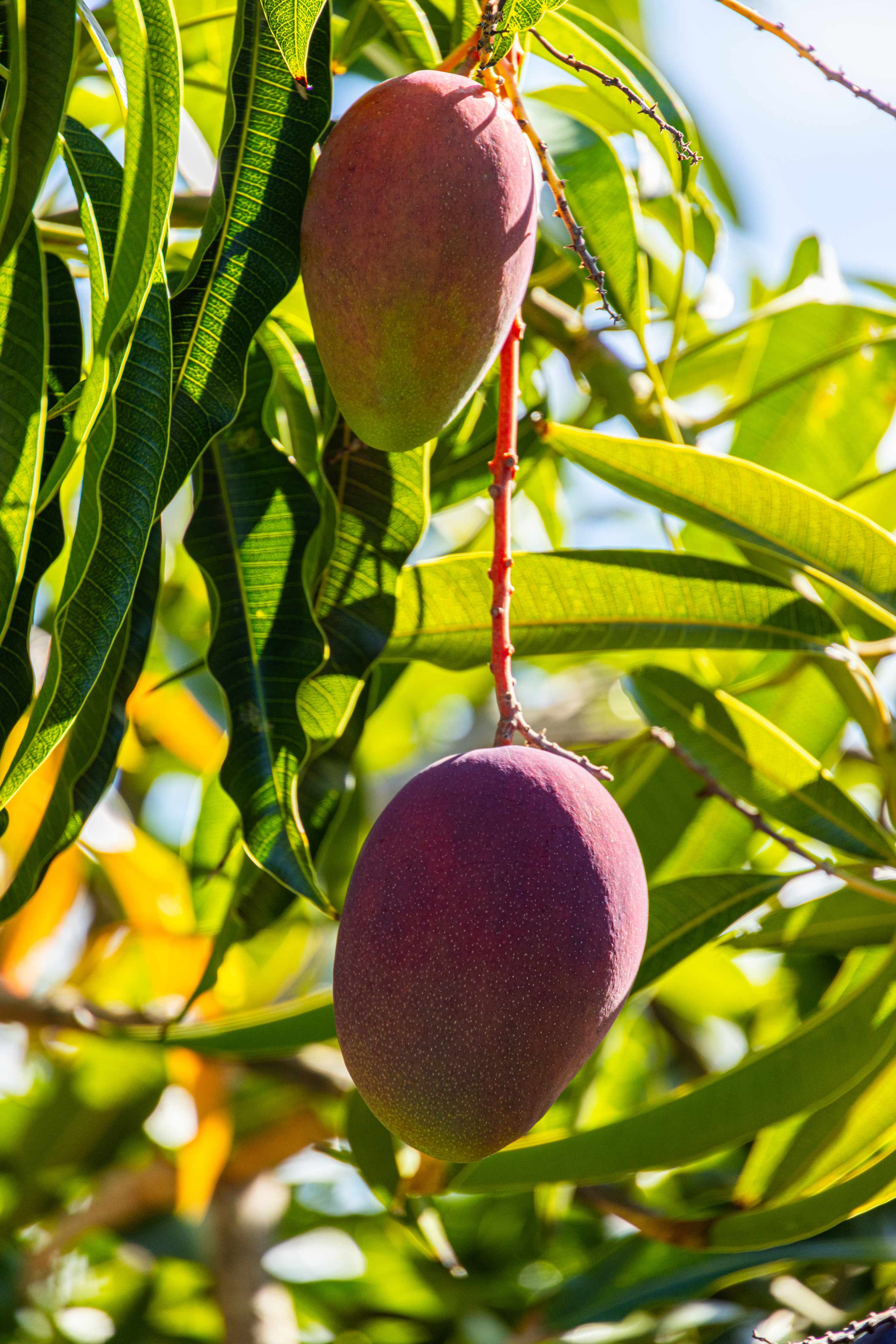 Kealakekua, HI 96750