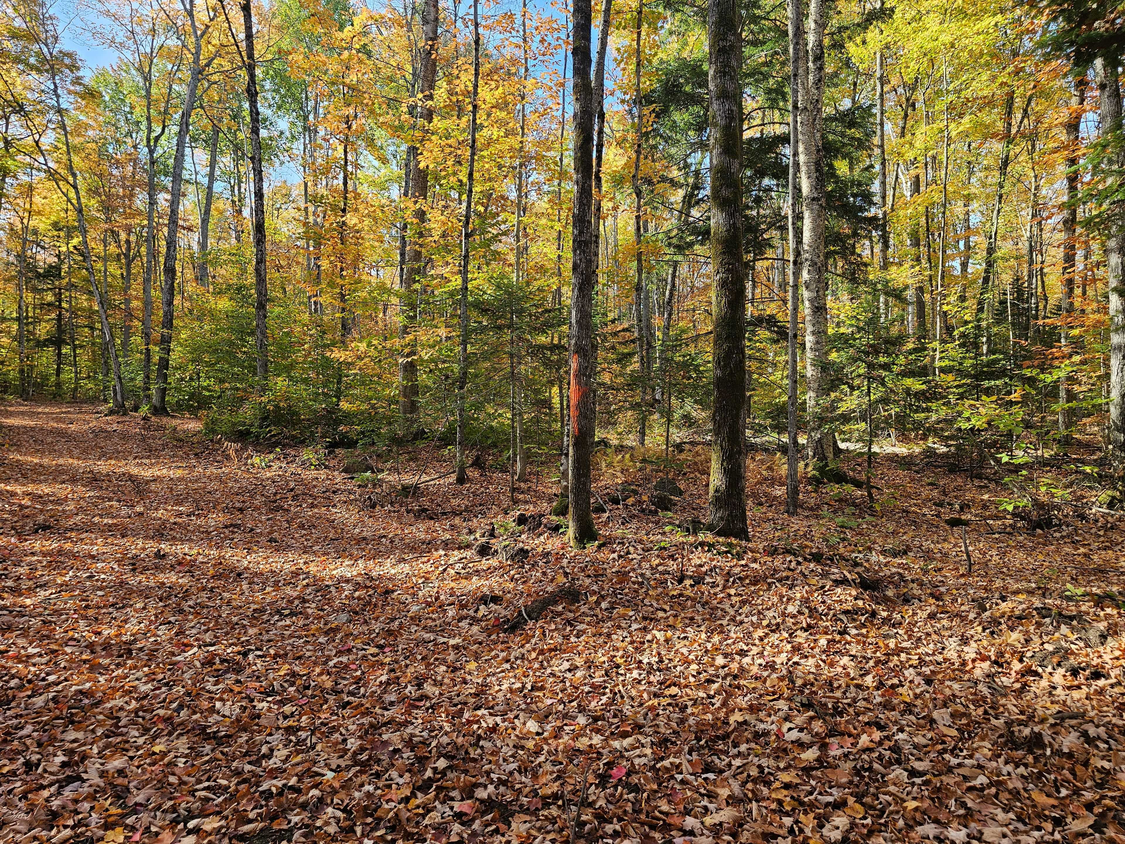 Madawaska Valley, ON K0J 1L0,00 Peplinskie RD