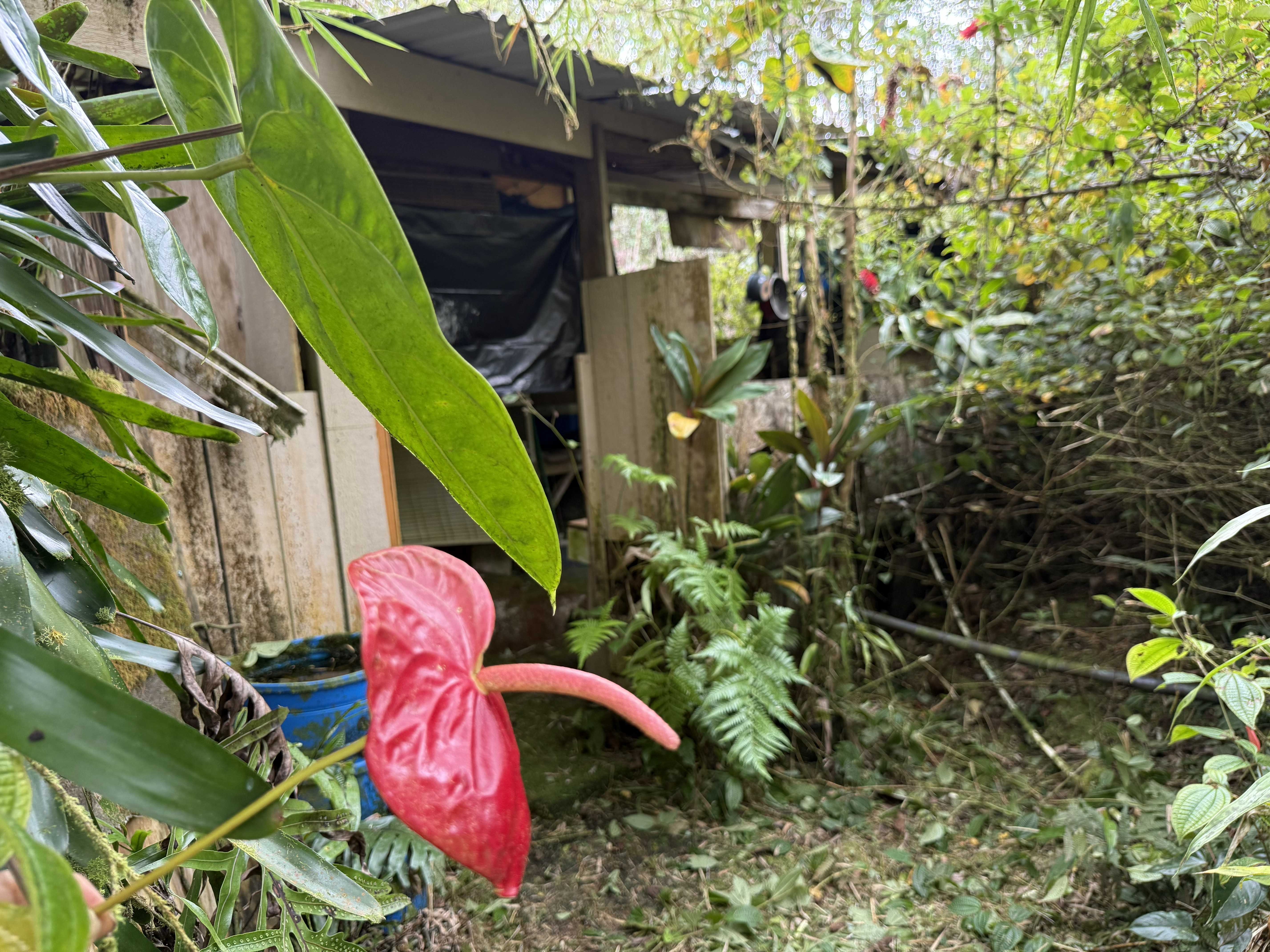 Volcano, HI 96785,11-3093 OHIA AVE