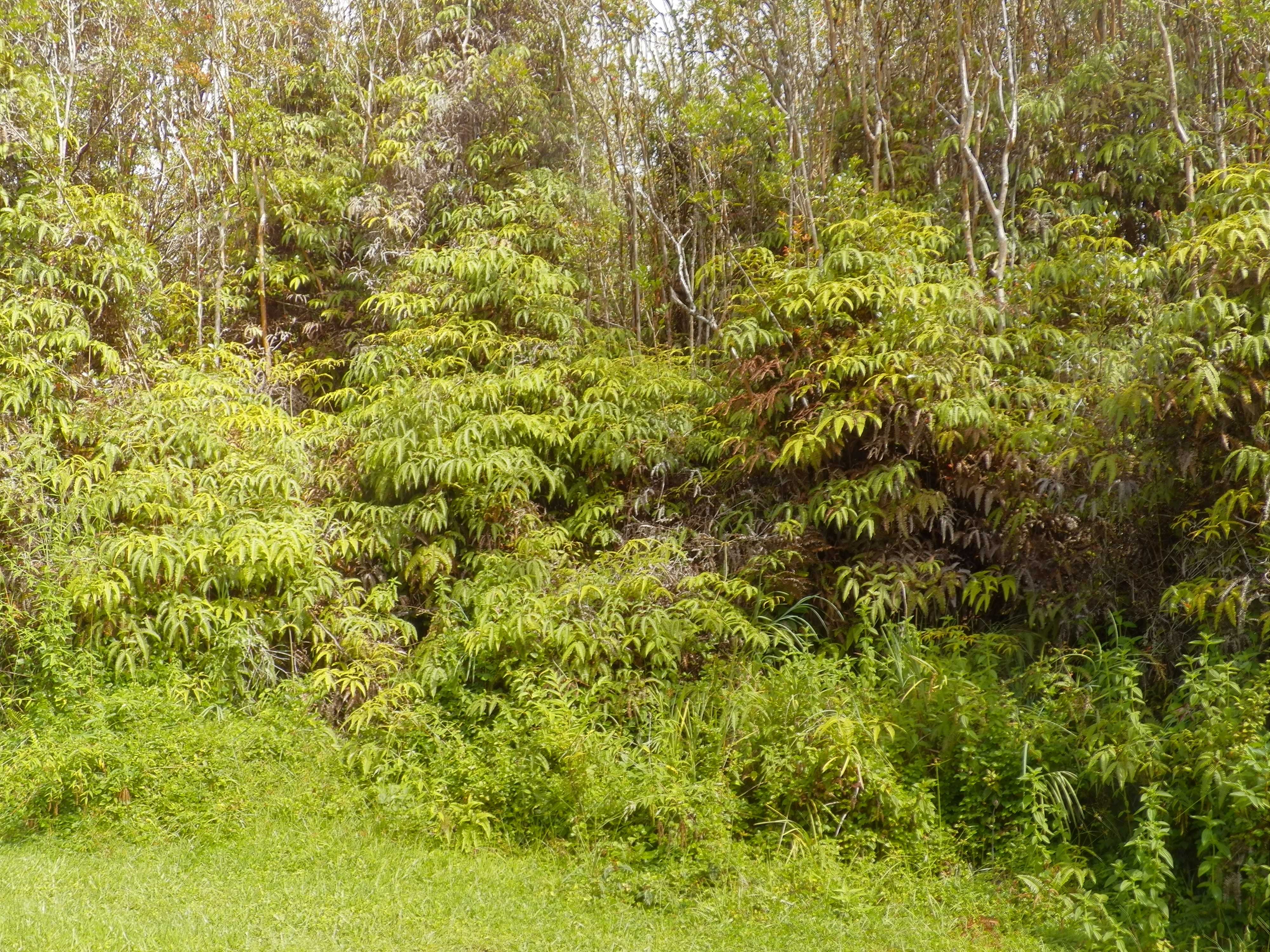 Mountain View, HI 96771,HAWAII ST