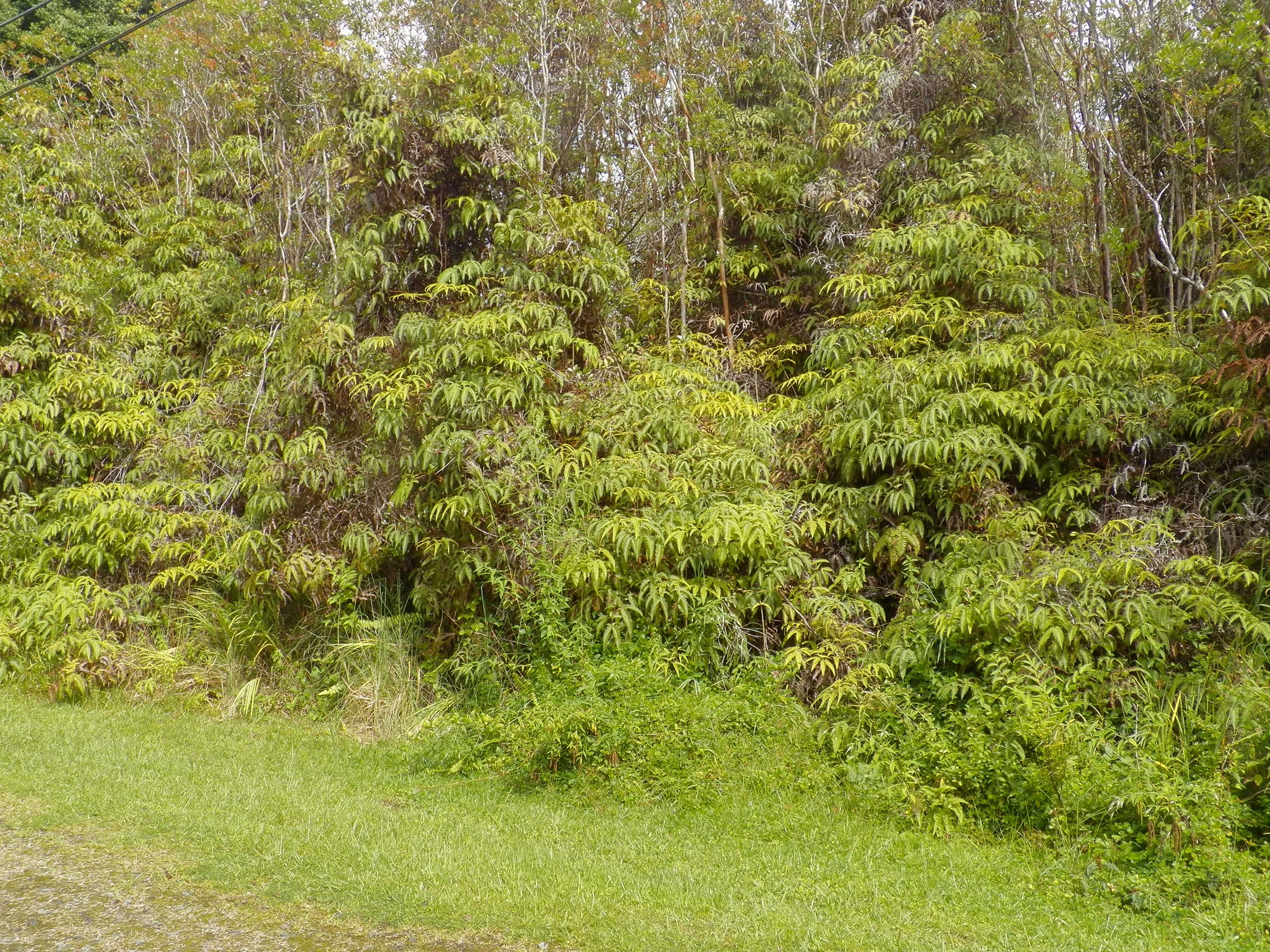 Mountain View, HI 96771,HAWAII ST