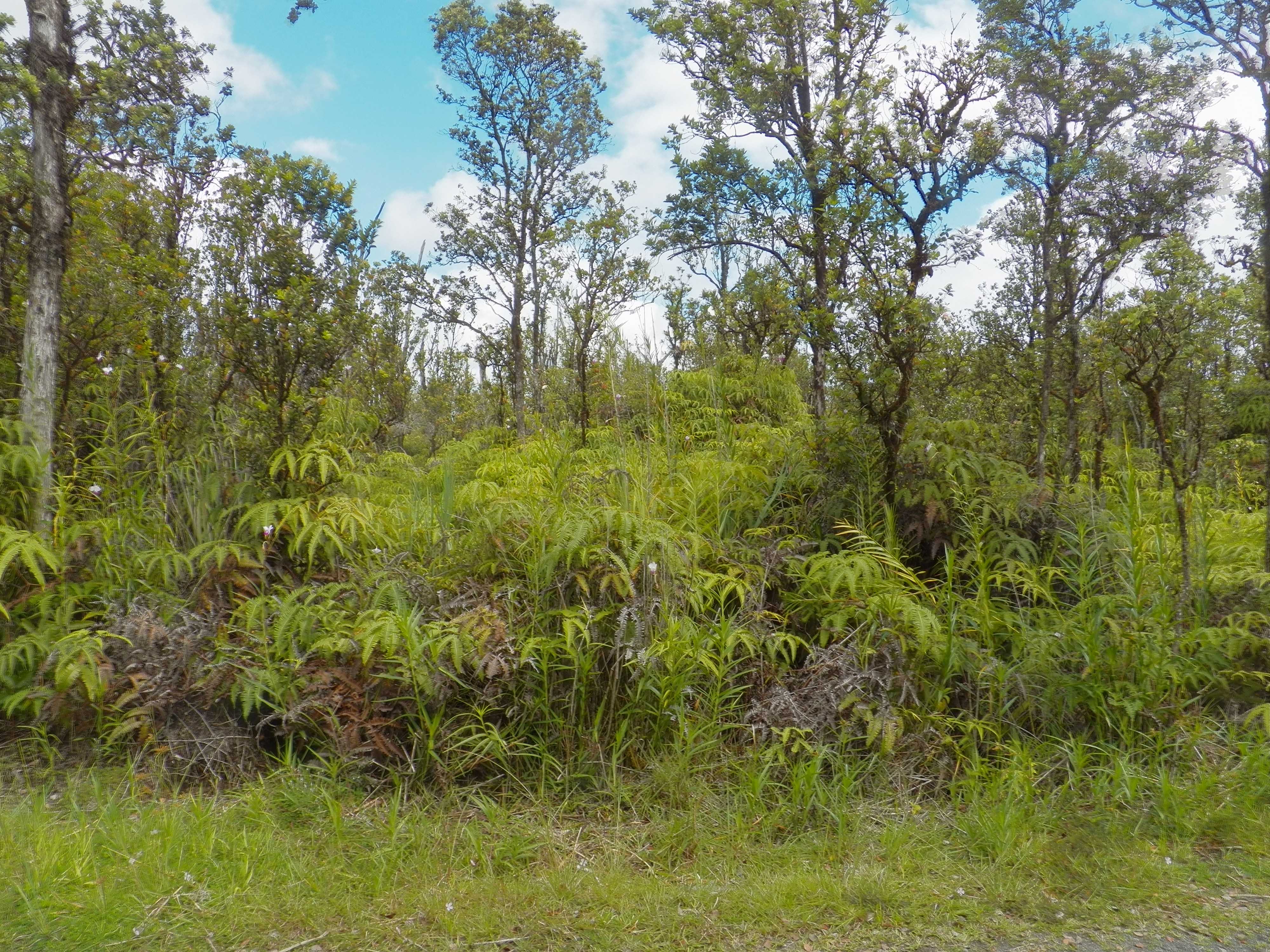 Mountain View, HI 96771,NAIA ST