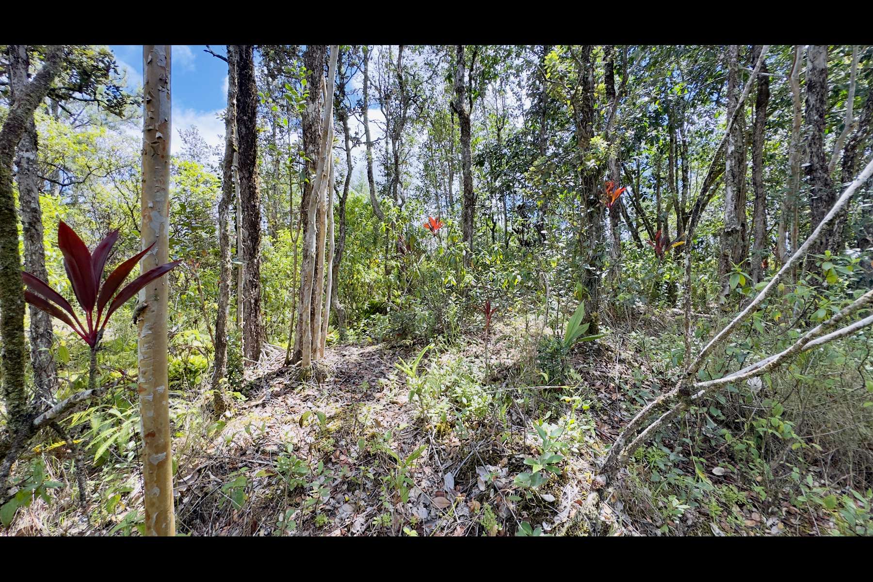 Kurtistown, HI 96760,16-1594 40TH AVE