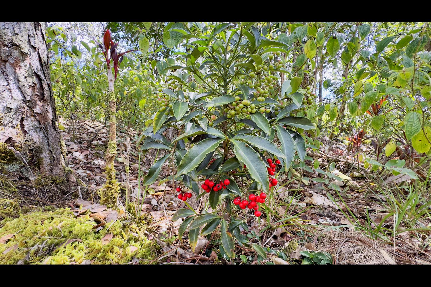 Kurtistown, HI 96760,16-1594 40TH AVE