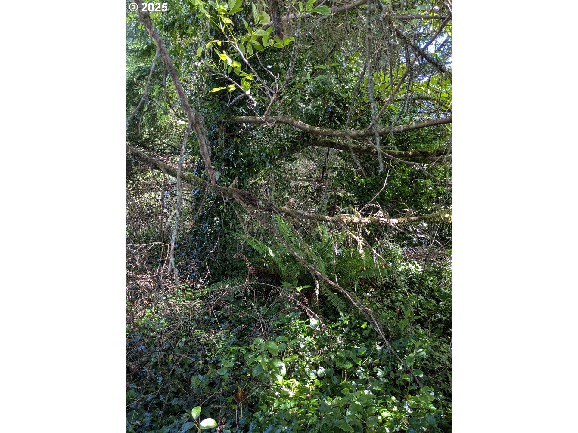 Waldport, OR 97394,Rebel