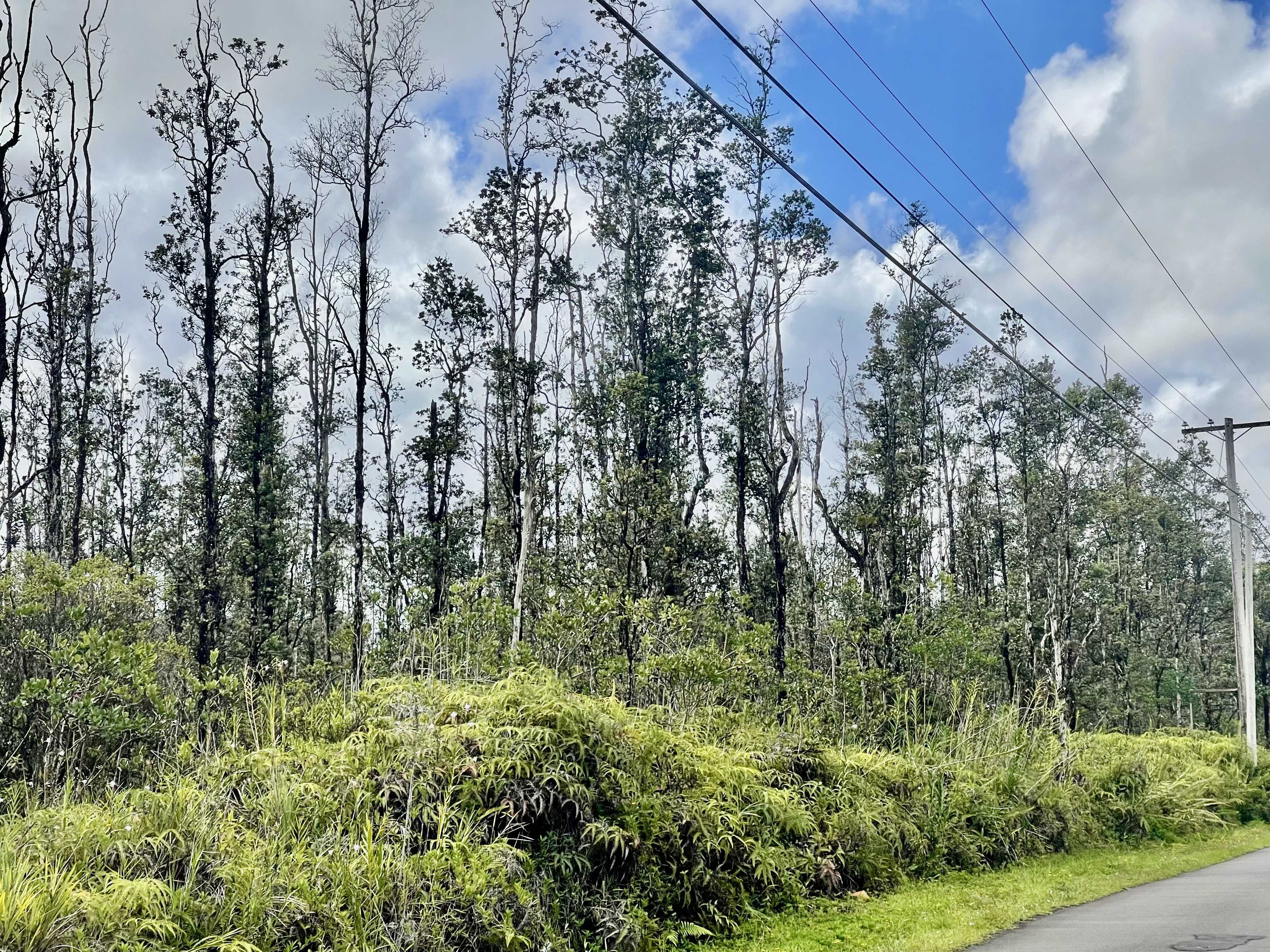 Kurtistown, HI 96760,16-463 AULII ST