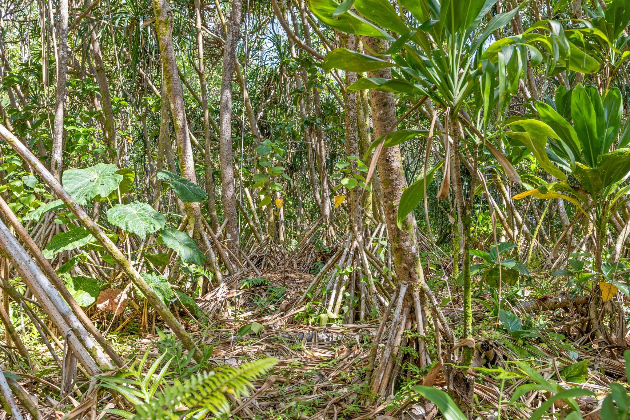 KOAEKEA ST, Pahoa, HI 96778