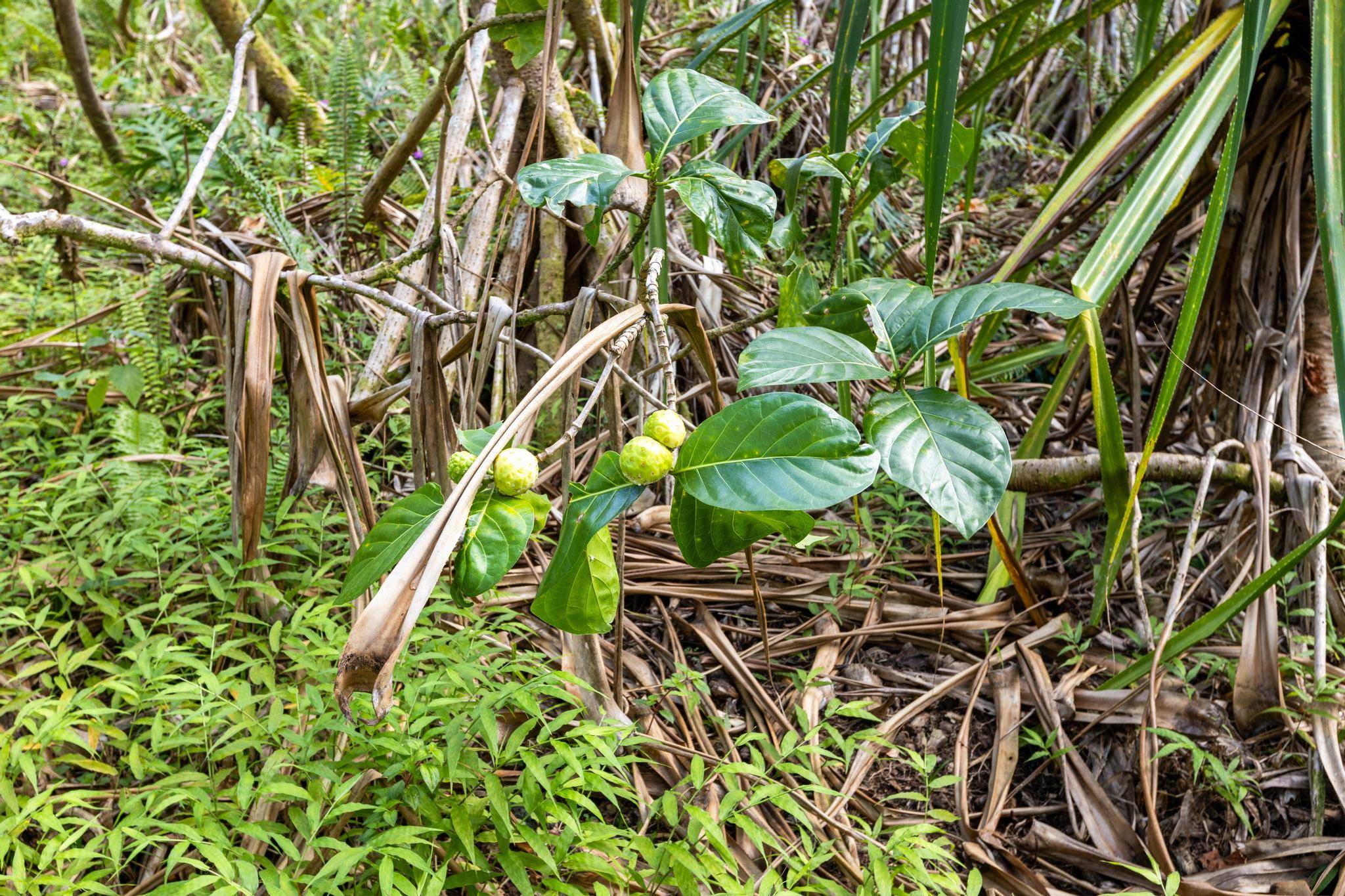 KOAEKEA ST, Pahoa, HI 96778