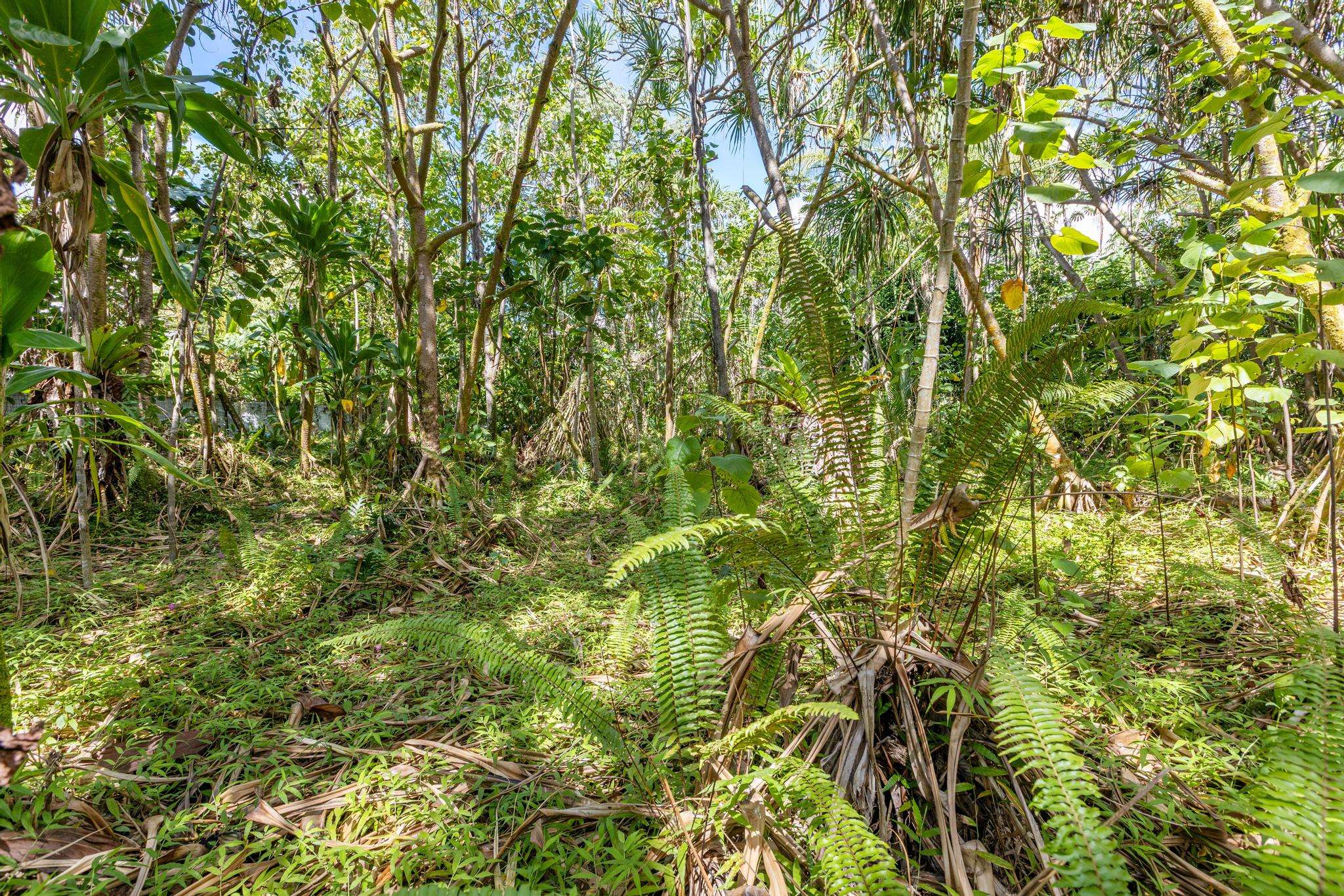 KOAEKEA ST, Pahoa, HI 96778