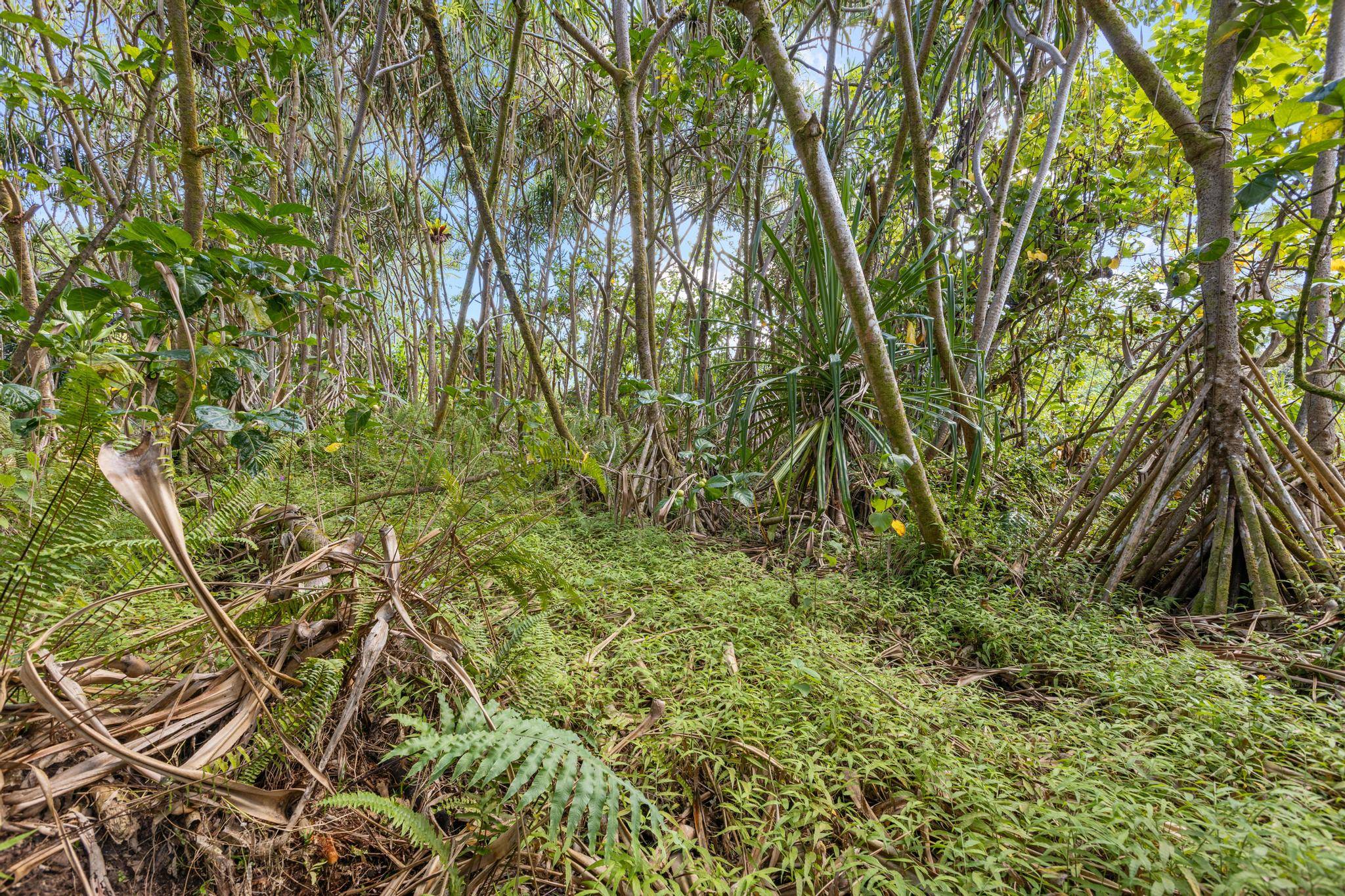 KOAEKEA ST, Pahoa, HI 96778