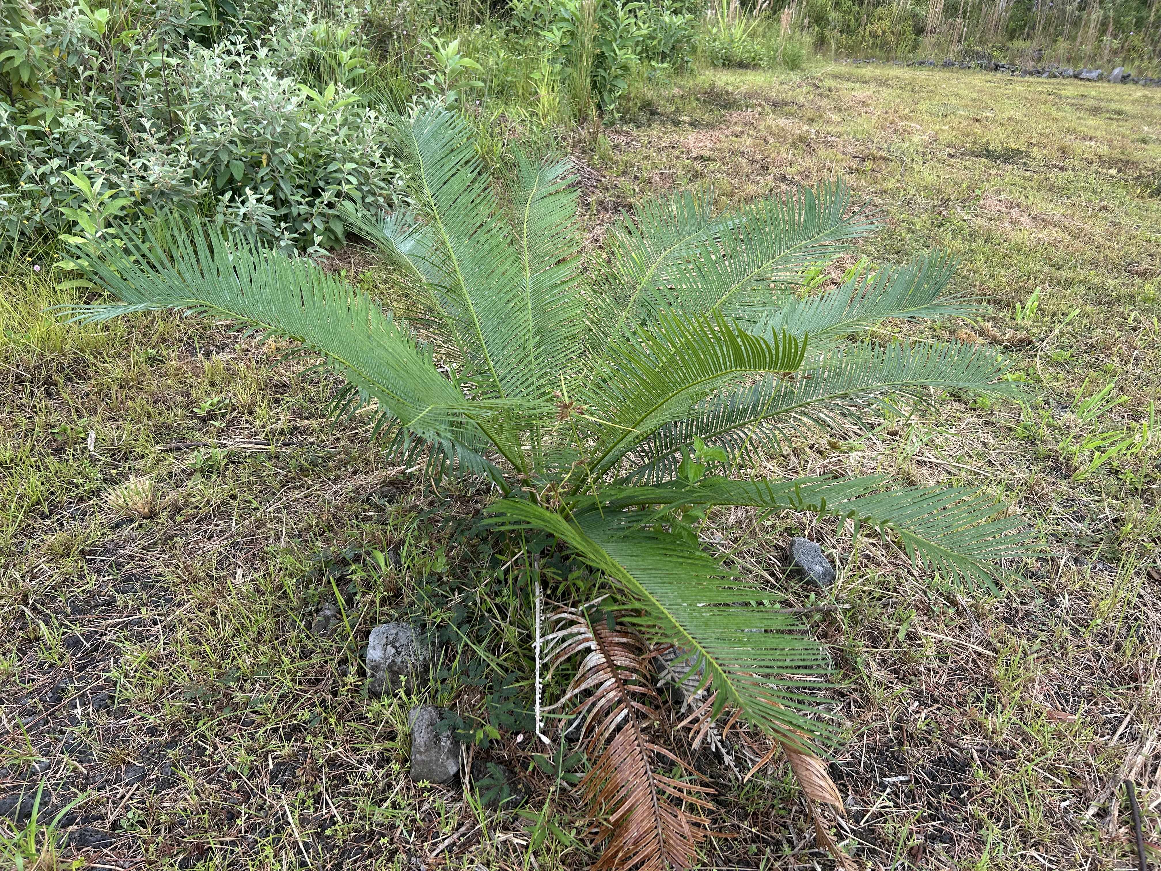 Kurtistown, HI 96760,16-1889 36TH AVE