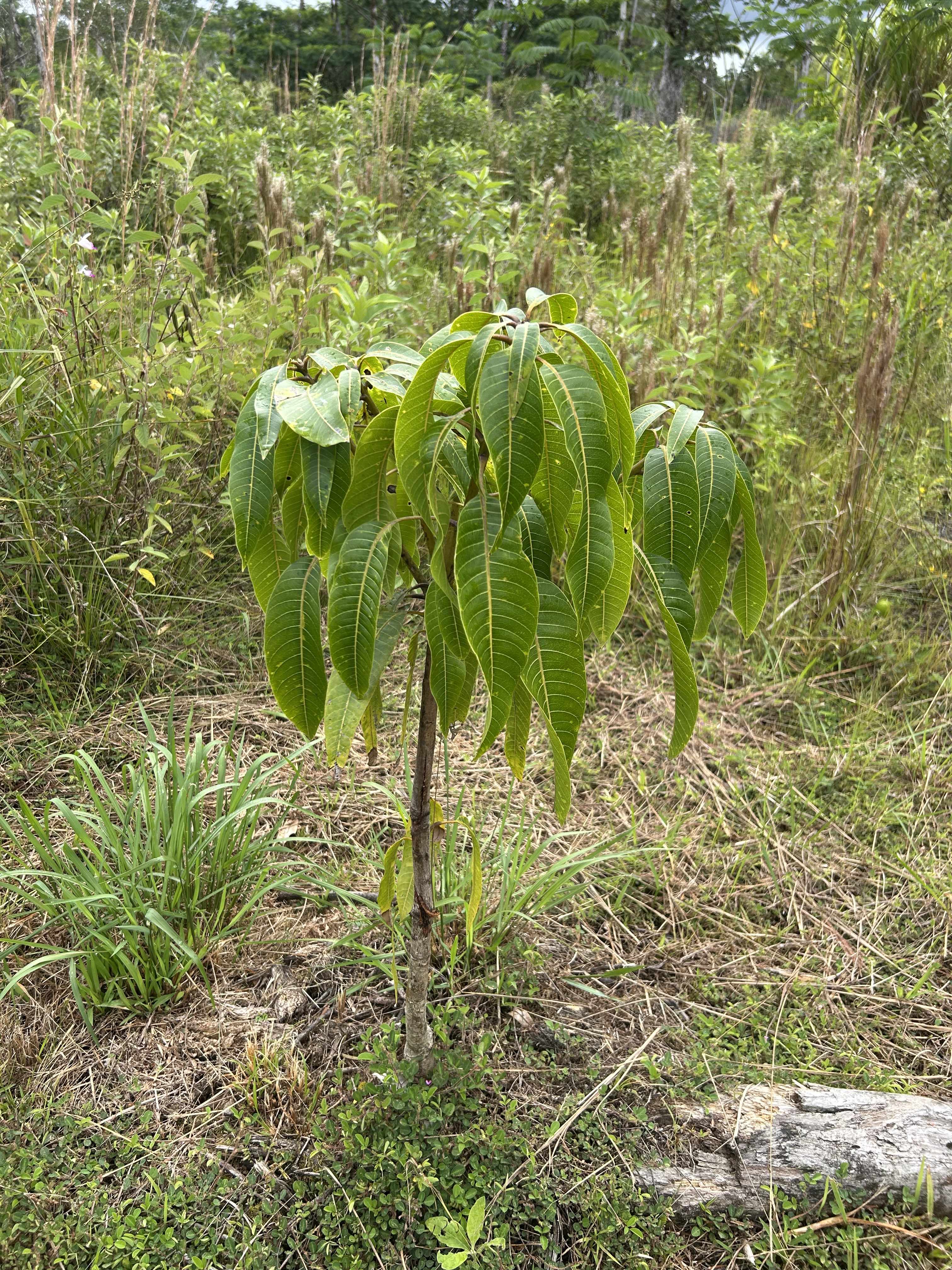 Kurtistown, HI 96760,16-1889 36TH AVE