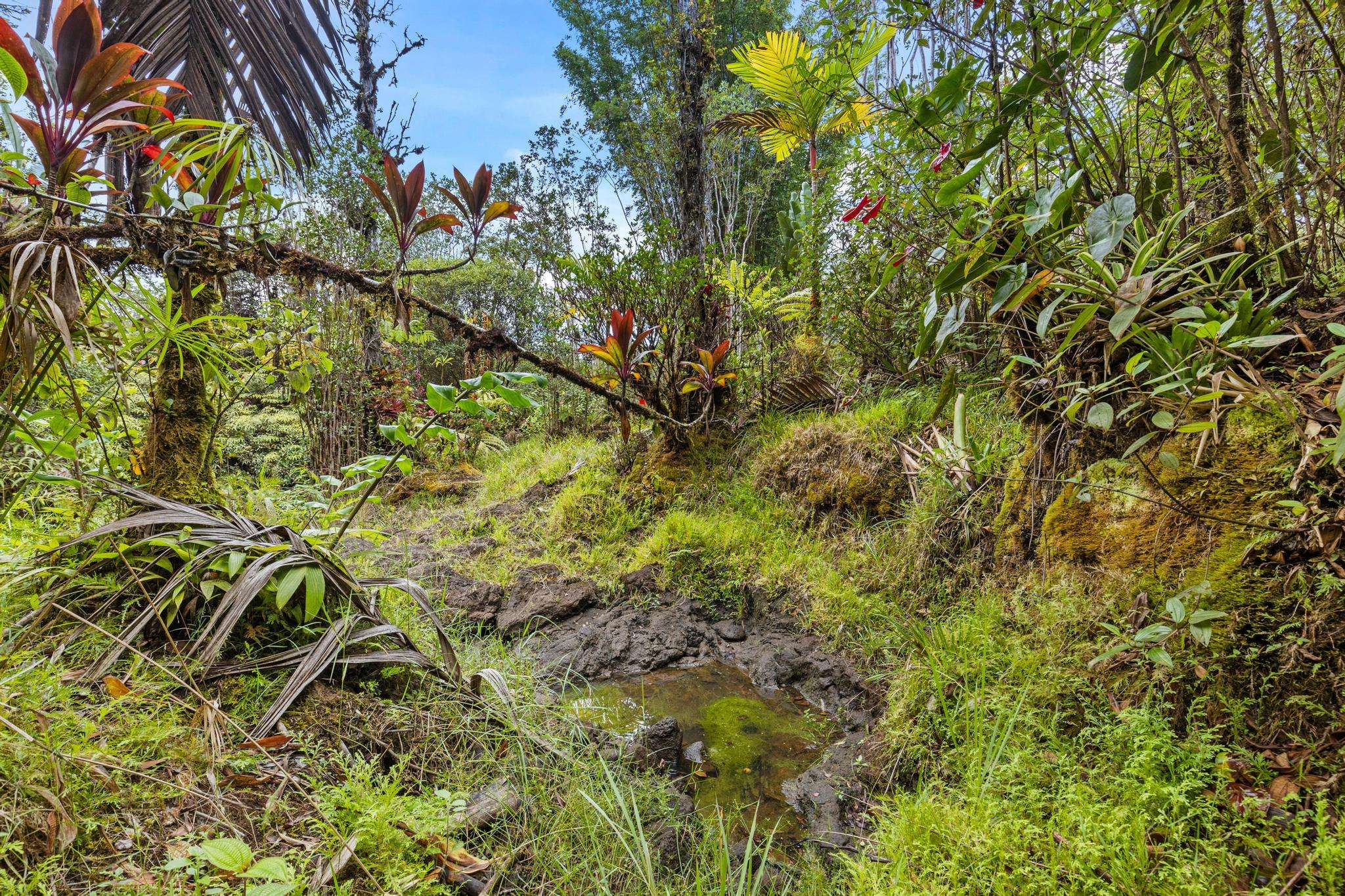 Hakalau, HI 96710,29-2828 KAIWIKI HOMESTEAD RD