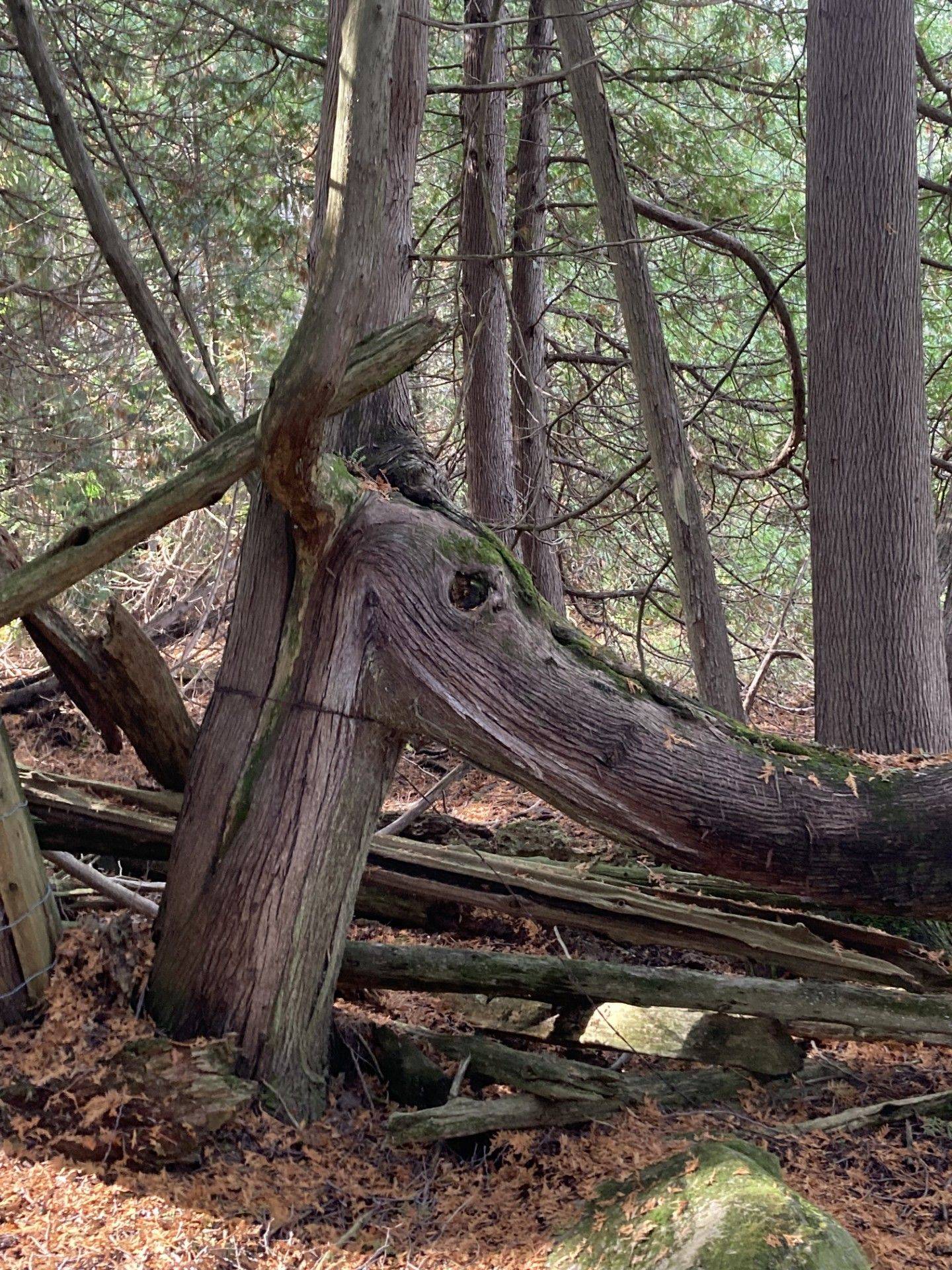 Kawartha Lakes, ON K0L 2W0,323 Orange Corners RD