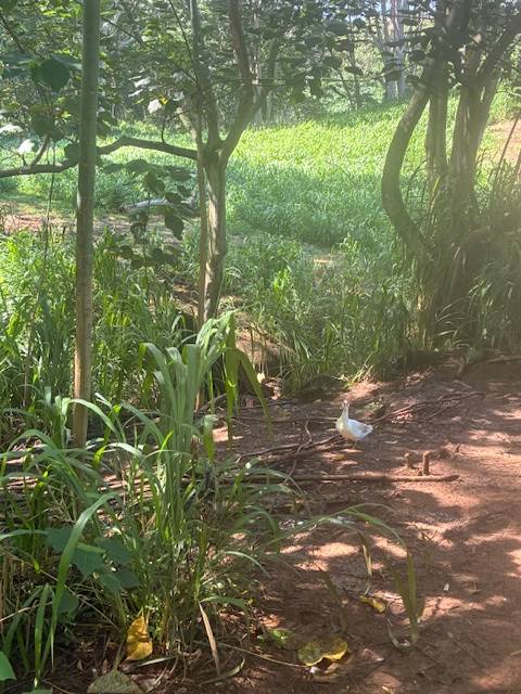 Kapaa, HI 96746,#14A