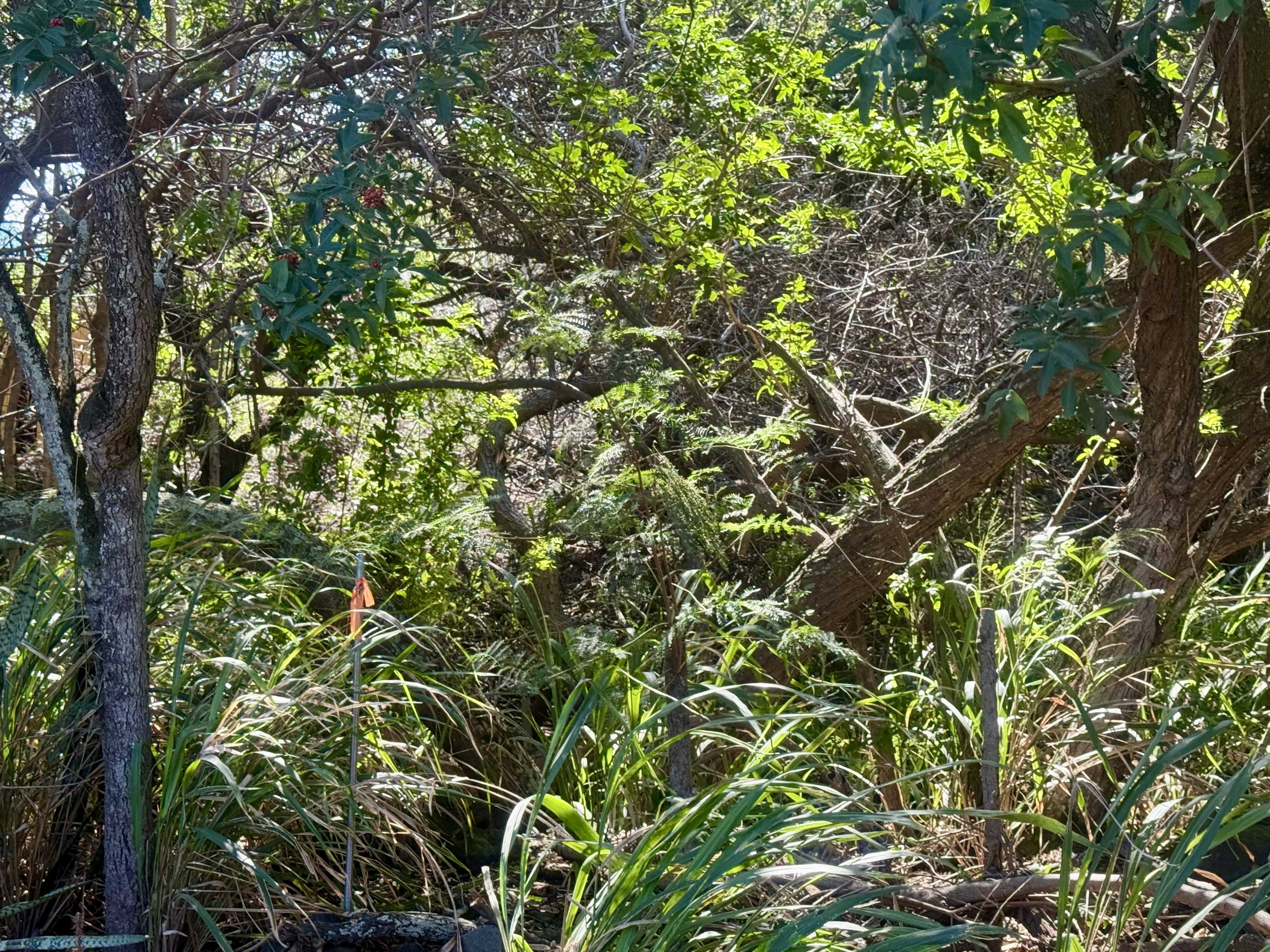 Naalehu, HI 96772,PUA ST