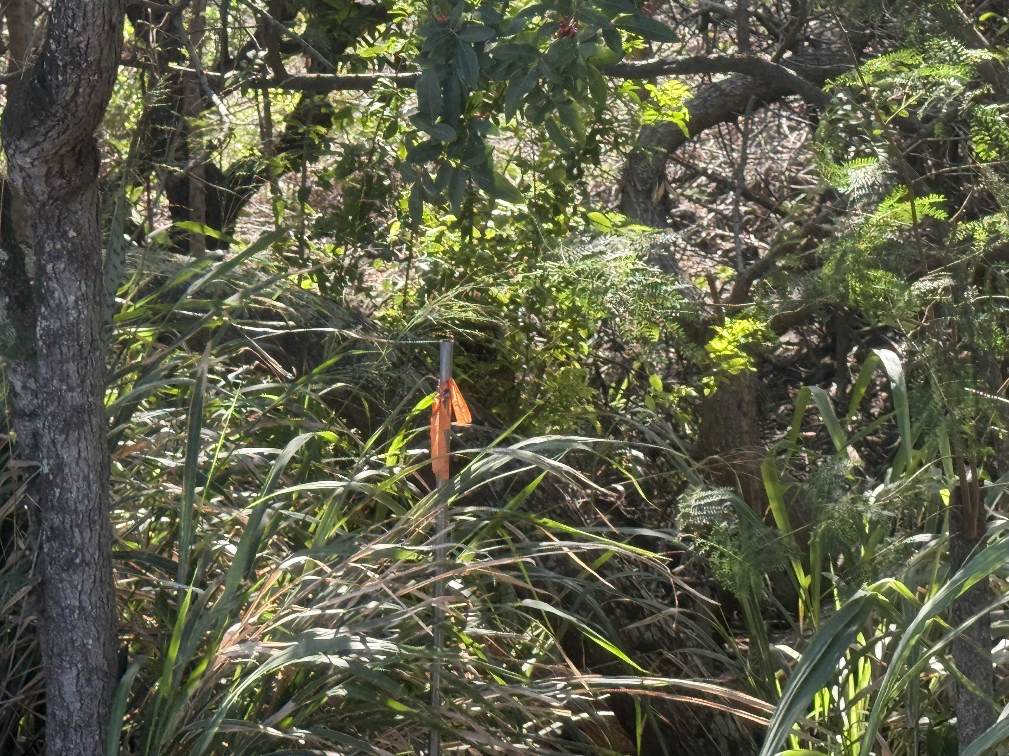 Naalehu, HI 96772,PUA ST