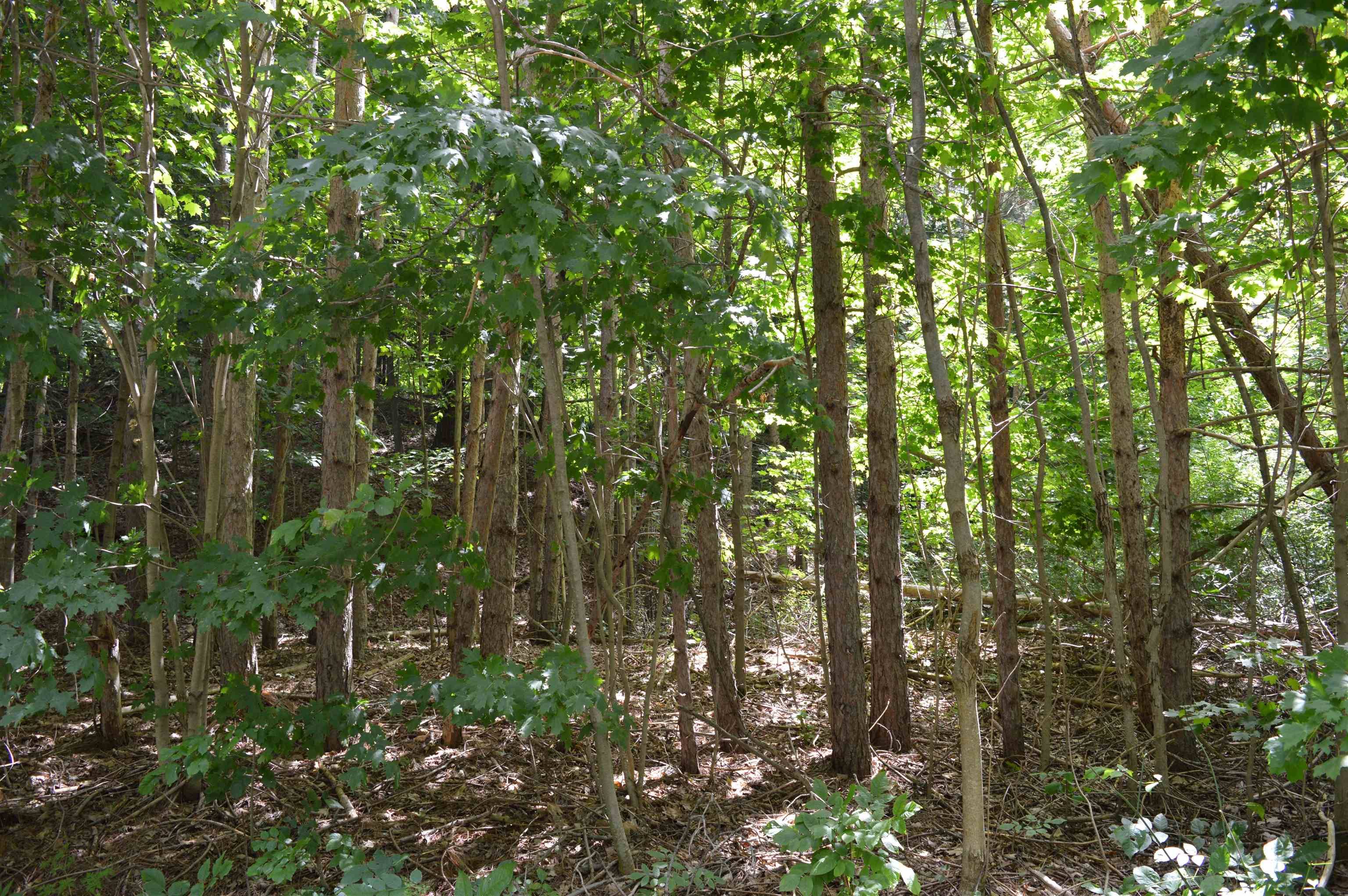 Rapid City, MI 49676,Zimmerman Road