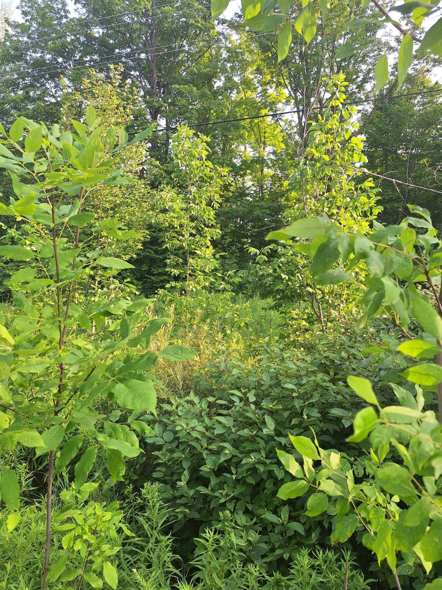 Leroy, MI 49655,00 14 Mile Rd