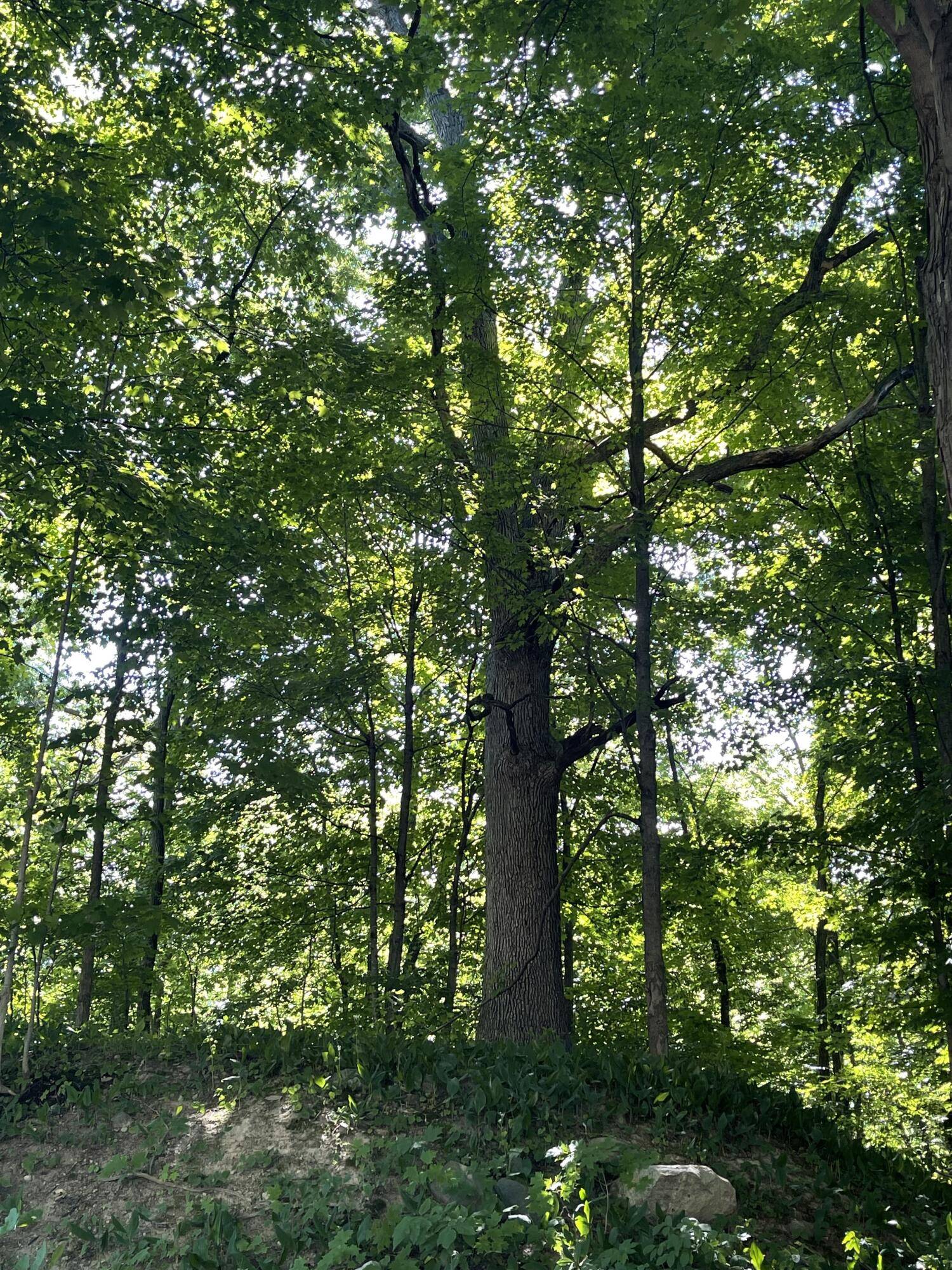 Hubbardston, MI 48845,Hanover St ST