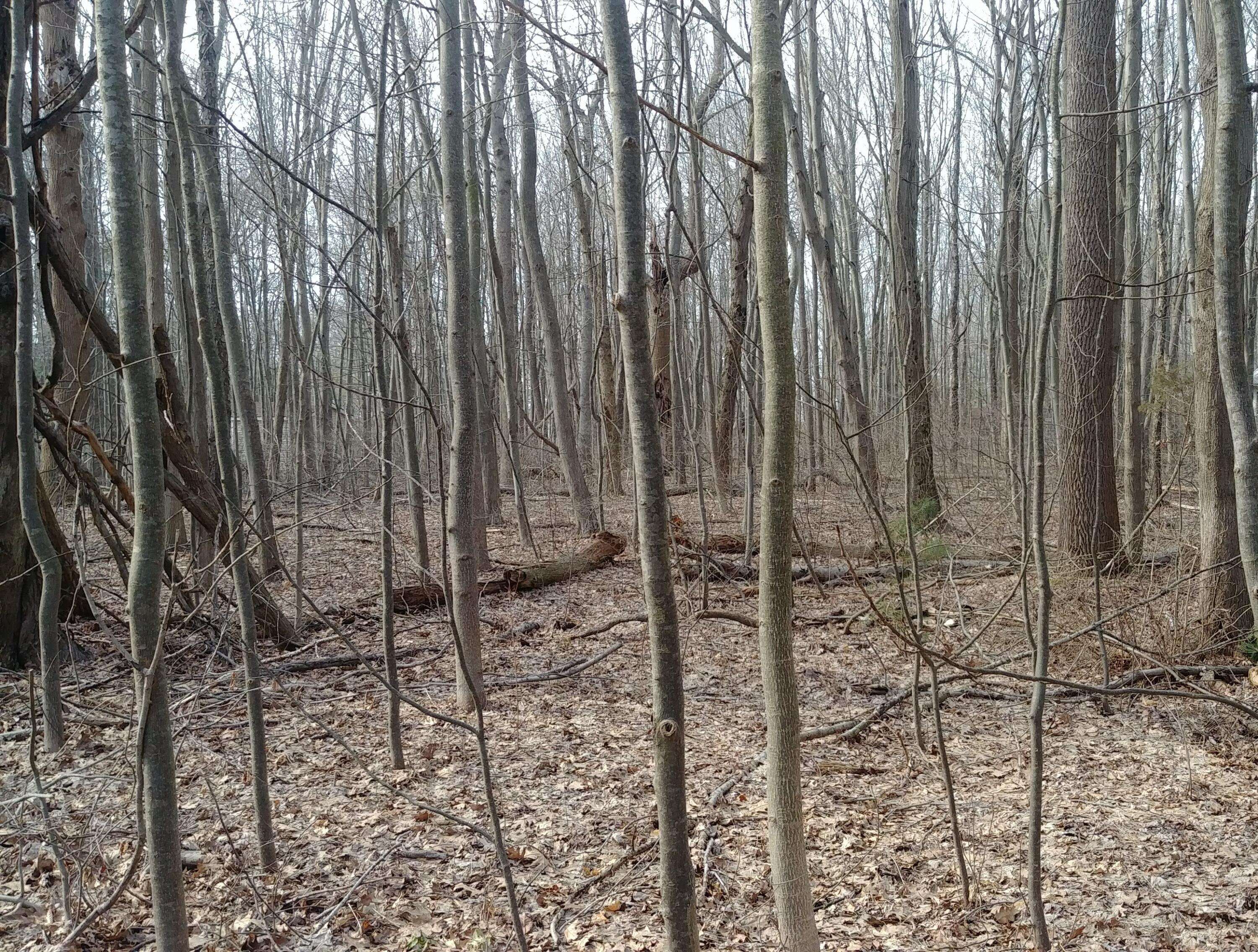 Fennville, MI 49408,00 Silver RD