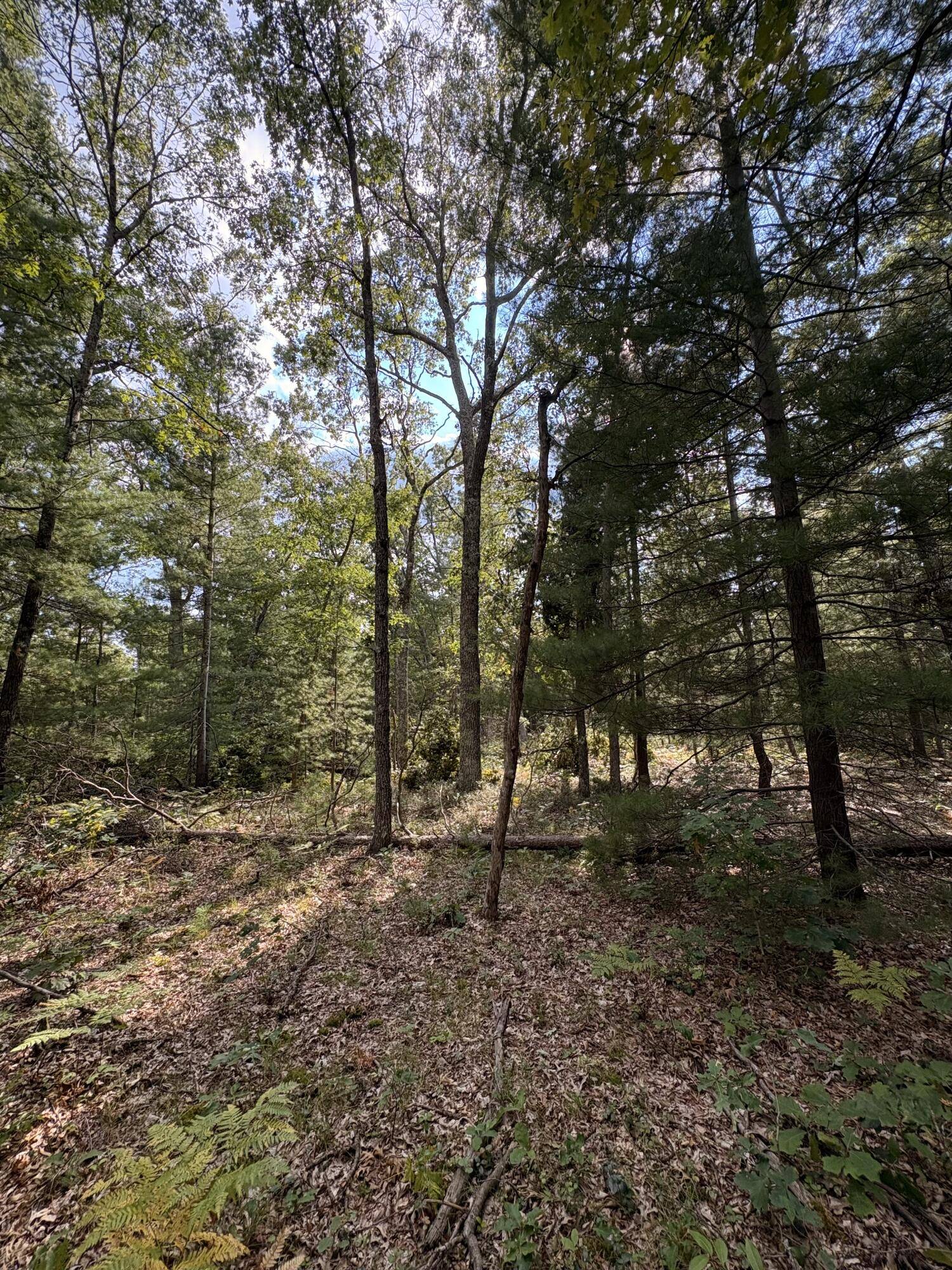 Baldwin, MI 49304,0 S Shady Grove Drive