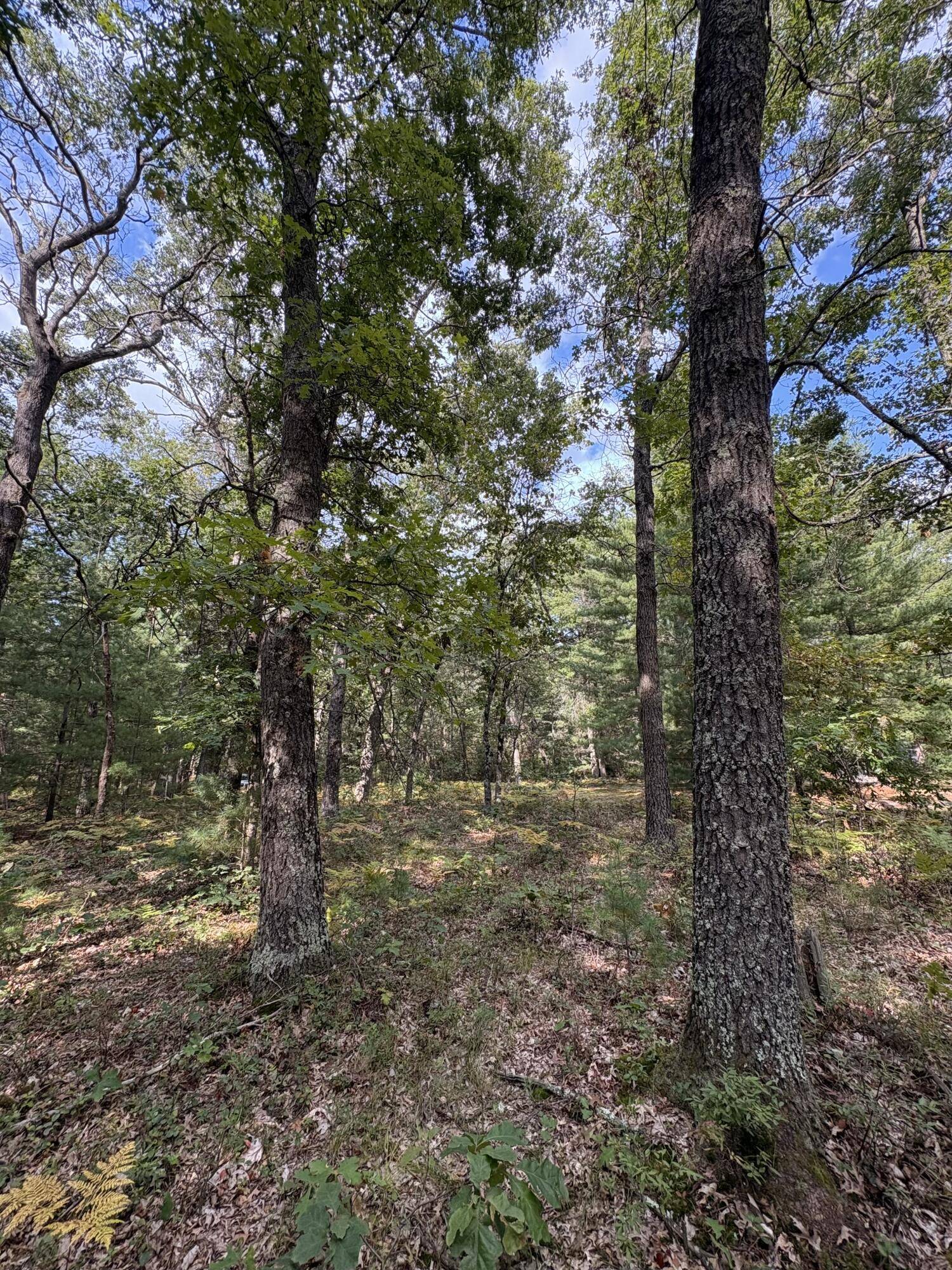 Baldwin, MI 49304,0 S Shady Grove Drive