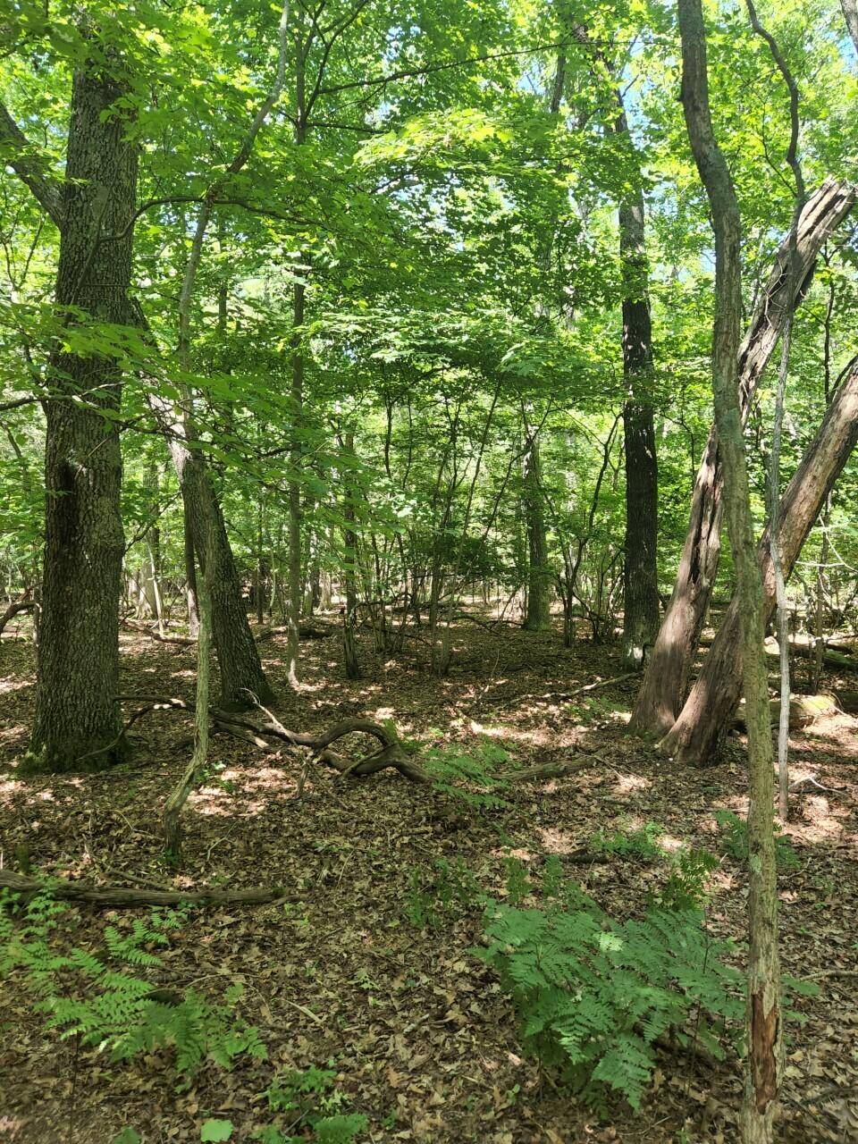 Montague, MI 49437,V/L Chippewa DR