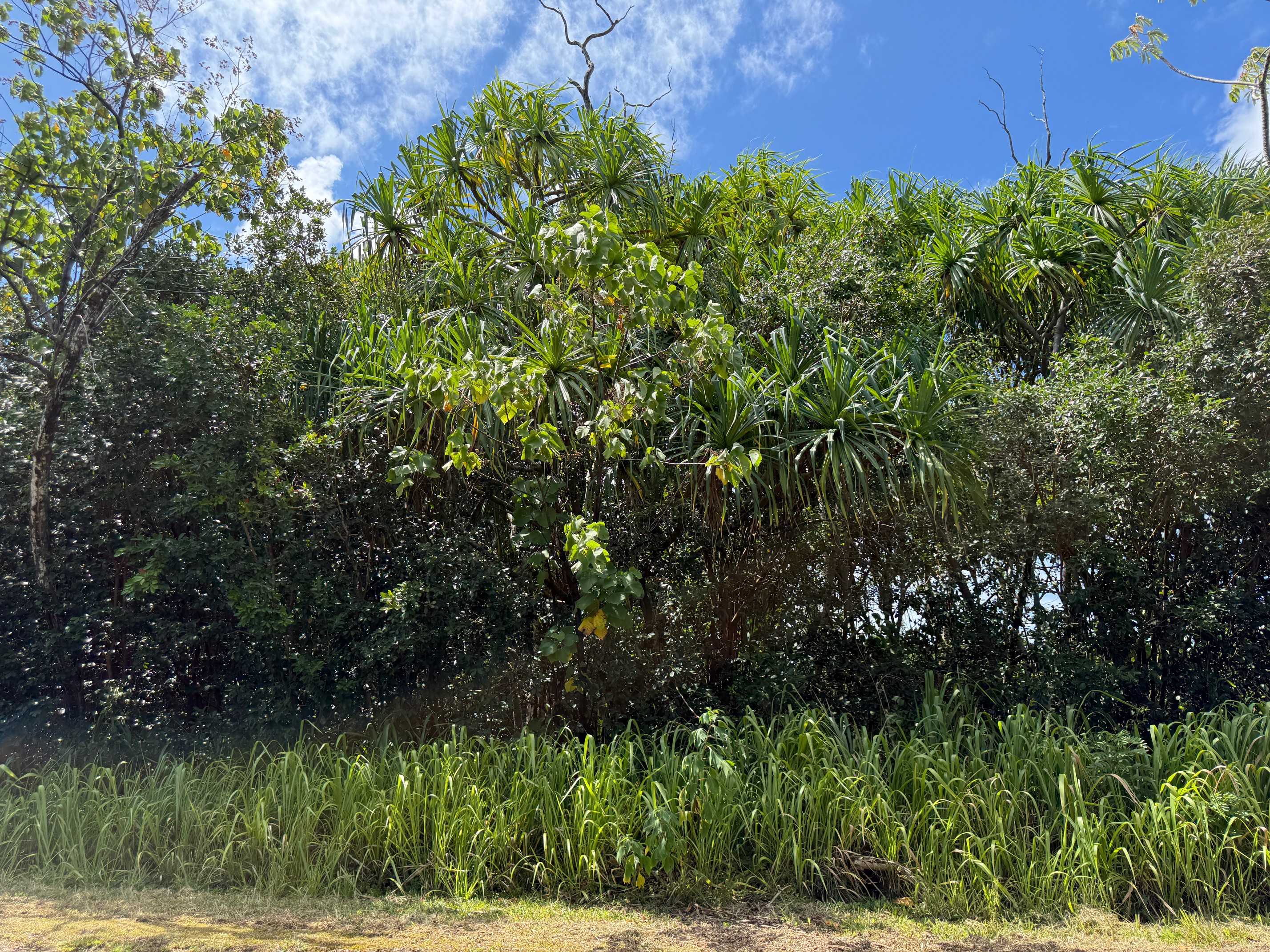 Pahoa, HI 96778,WEHELAUNIU ST