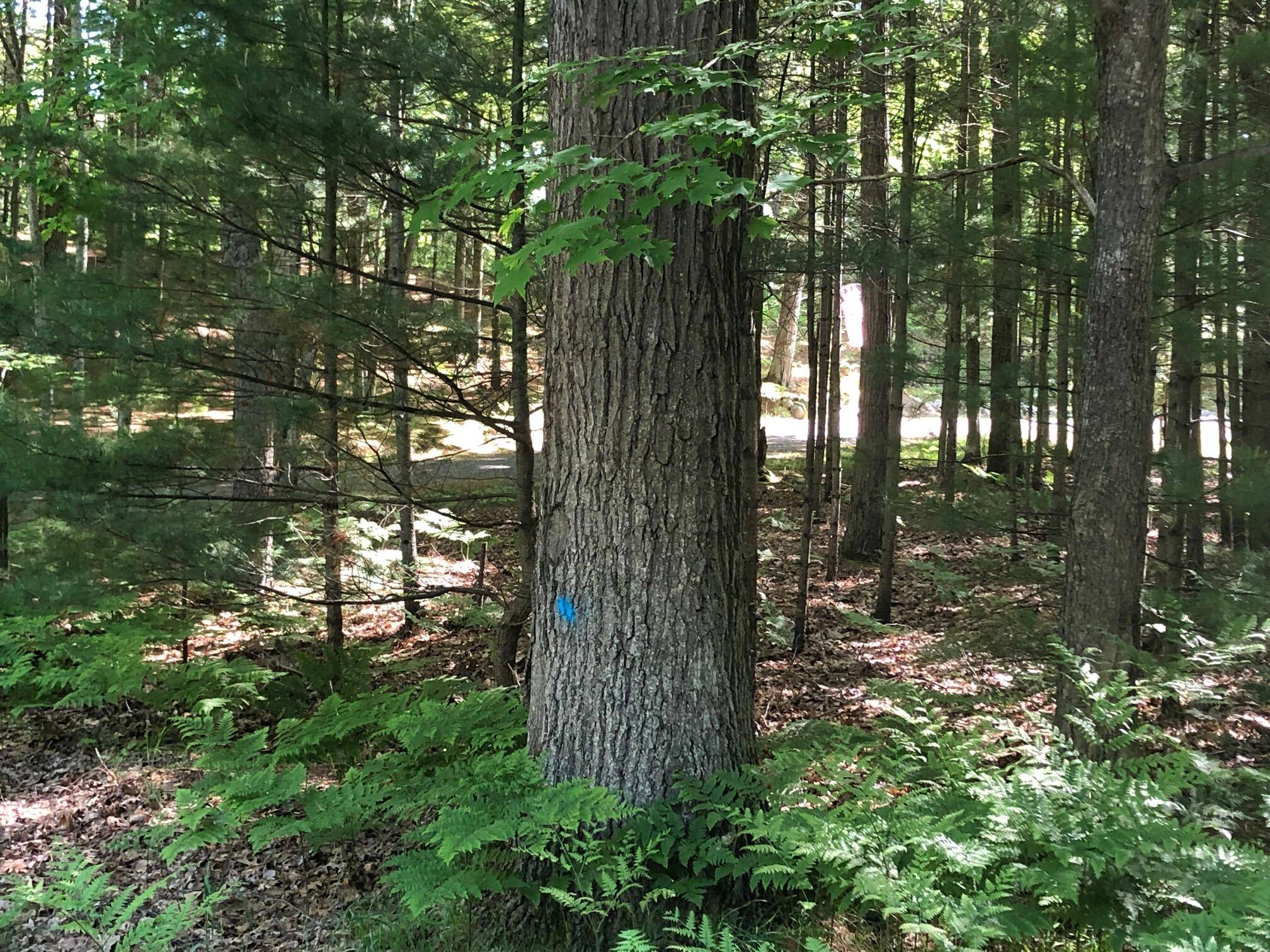 Pentwater, MI 49449,VL W Sunset AVE