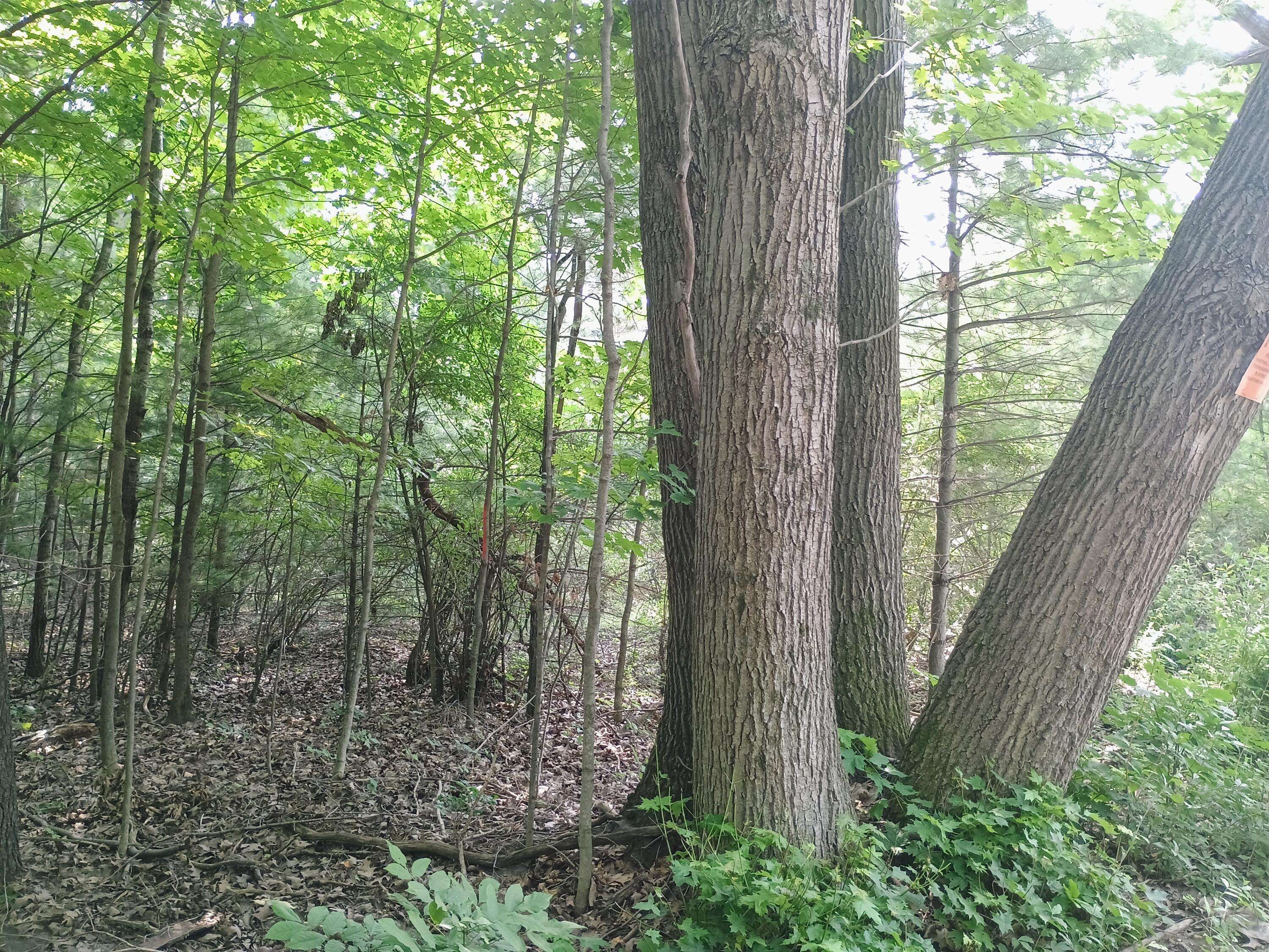 Brethren, MI 49619,00 Kerry and Archer RD