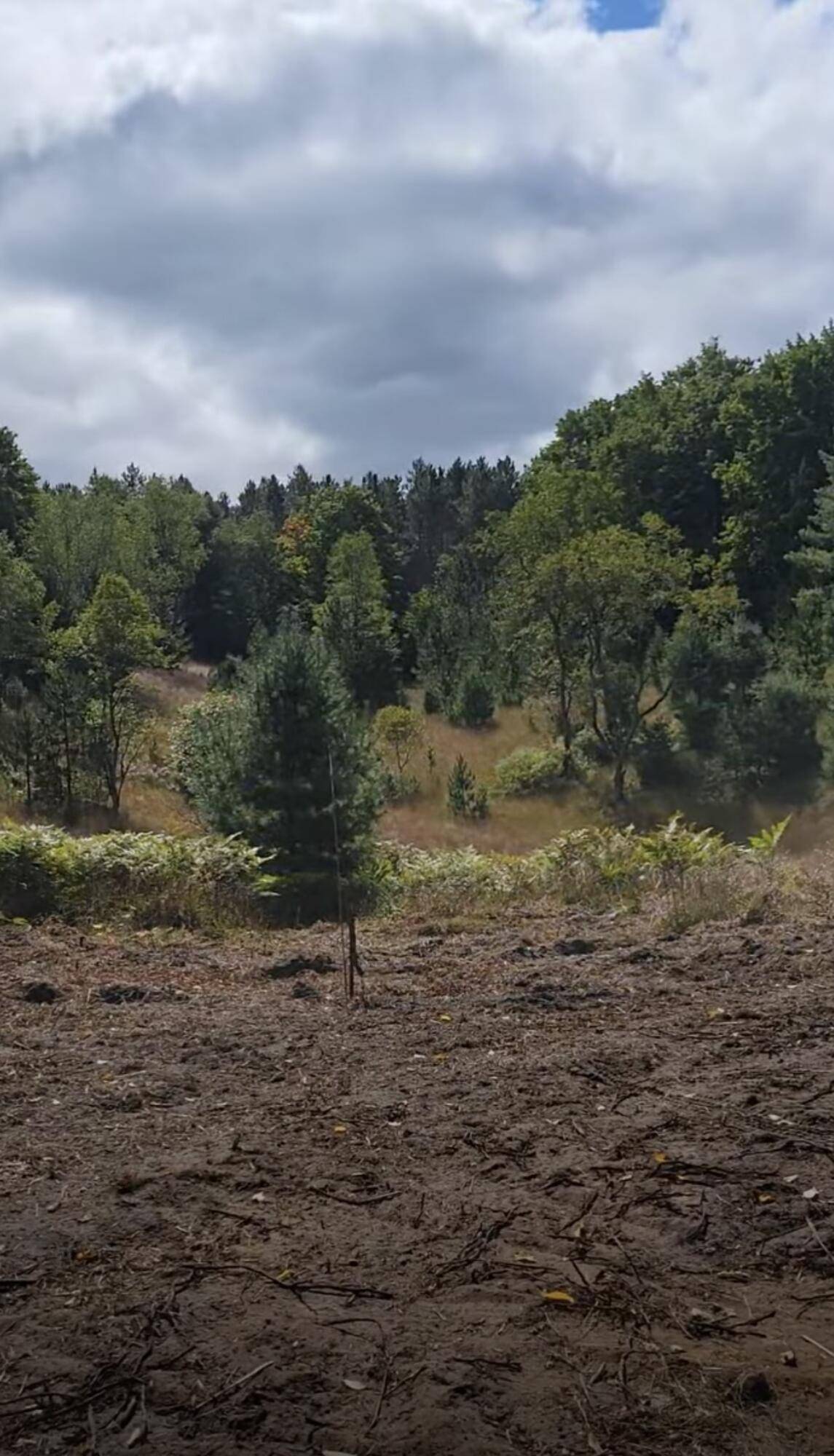 Rapid City, MI 49676,4141 Timber Ridge RD NW