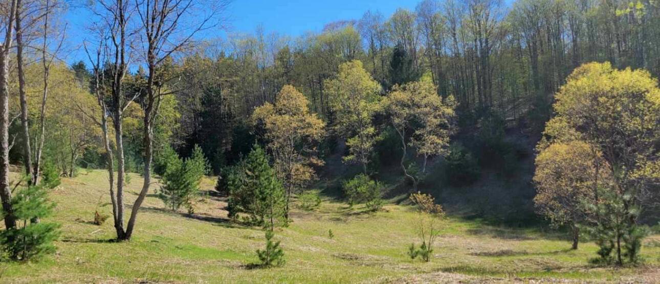 Rapid City, MI 49676,4141 Timber Ridge RD NW