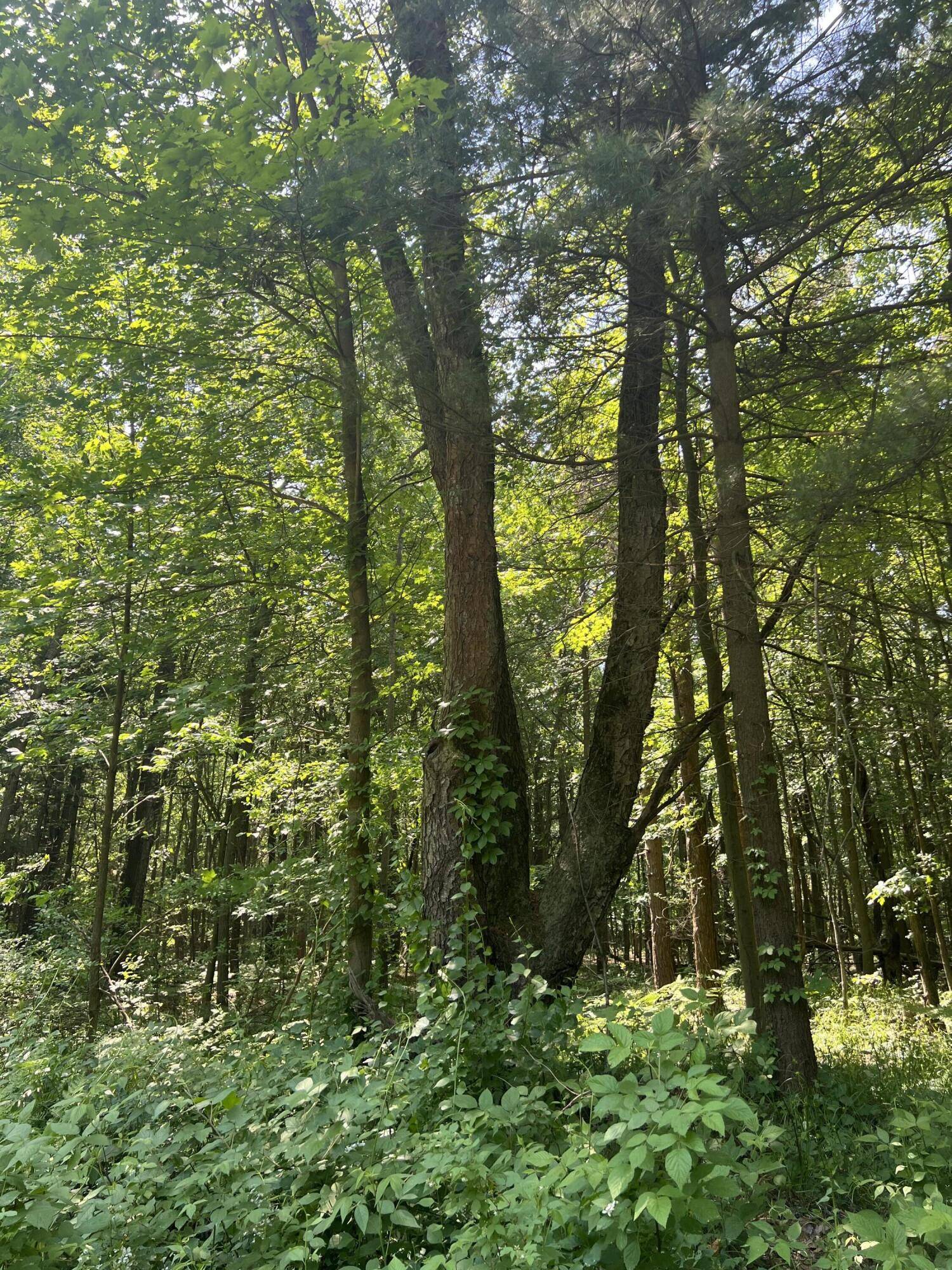 West Olive, MI 49460,VL Blair ST