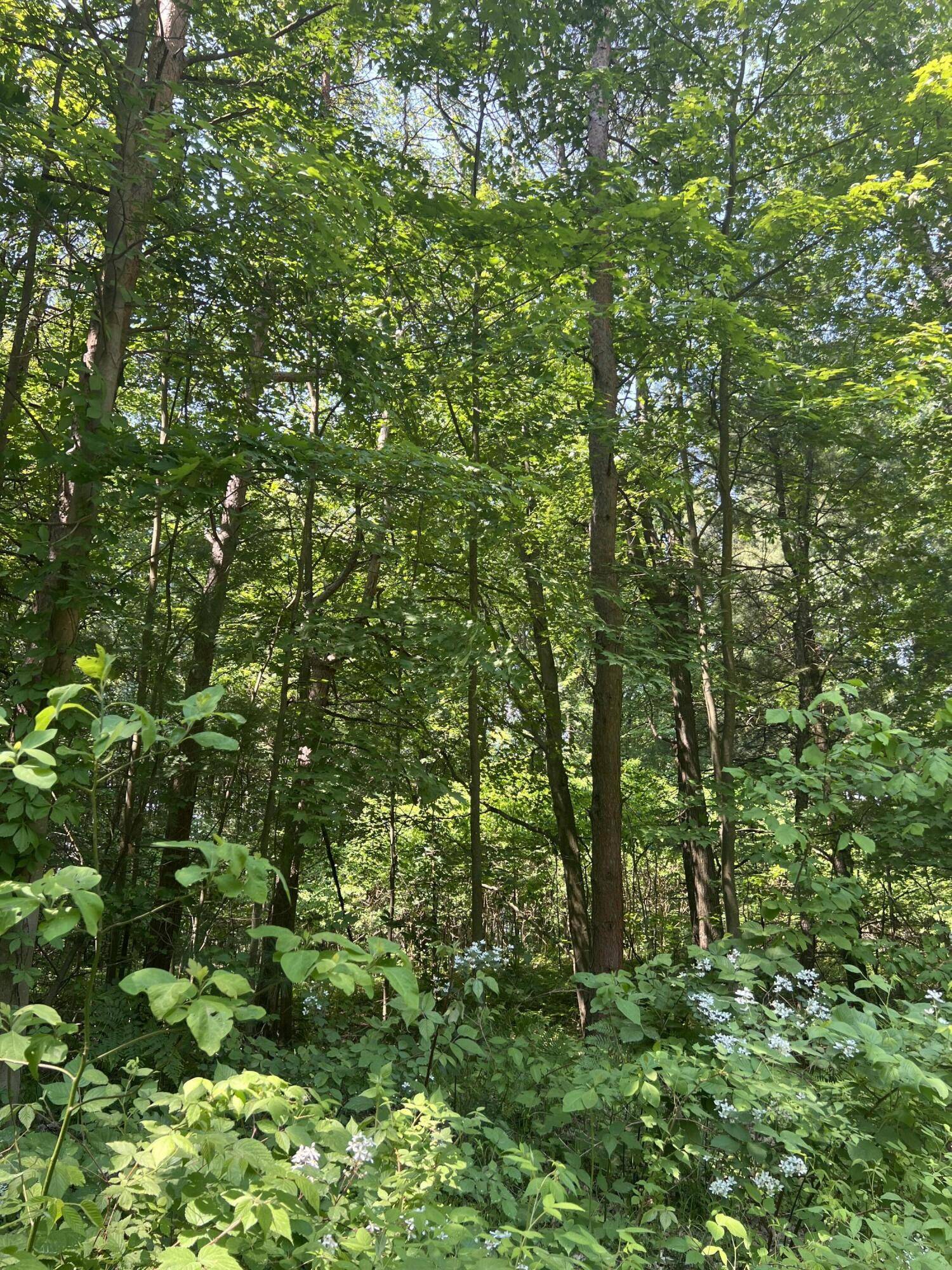 West Olive, MI 49460,VL Blair ST