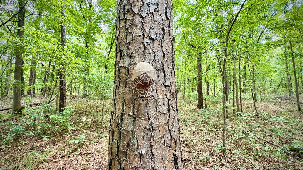 Hosston, LA 71043,0 Winn School Road