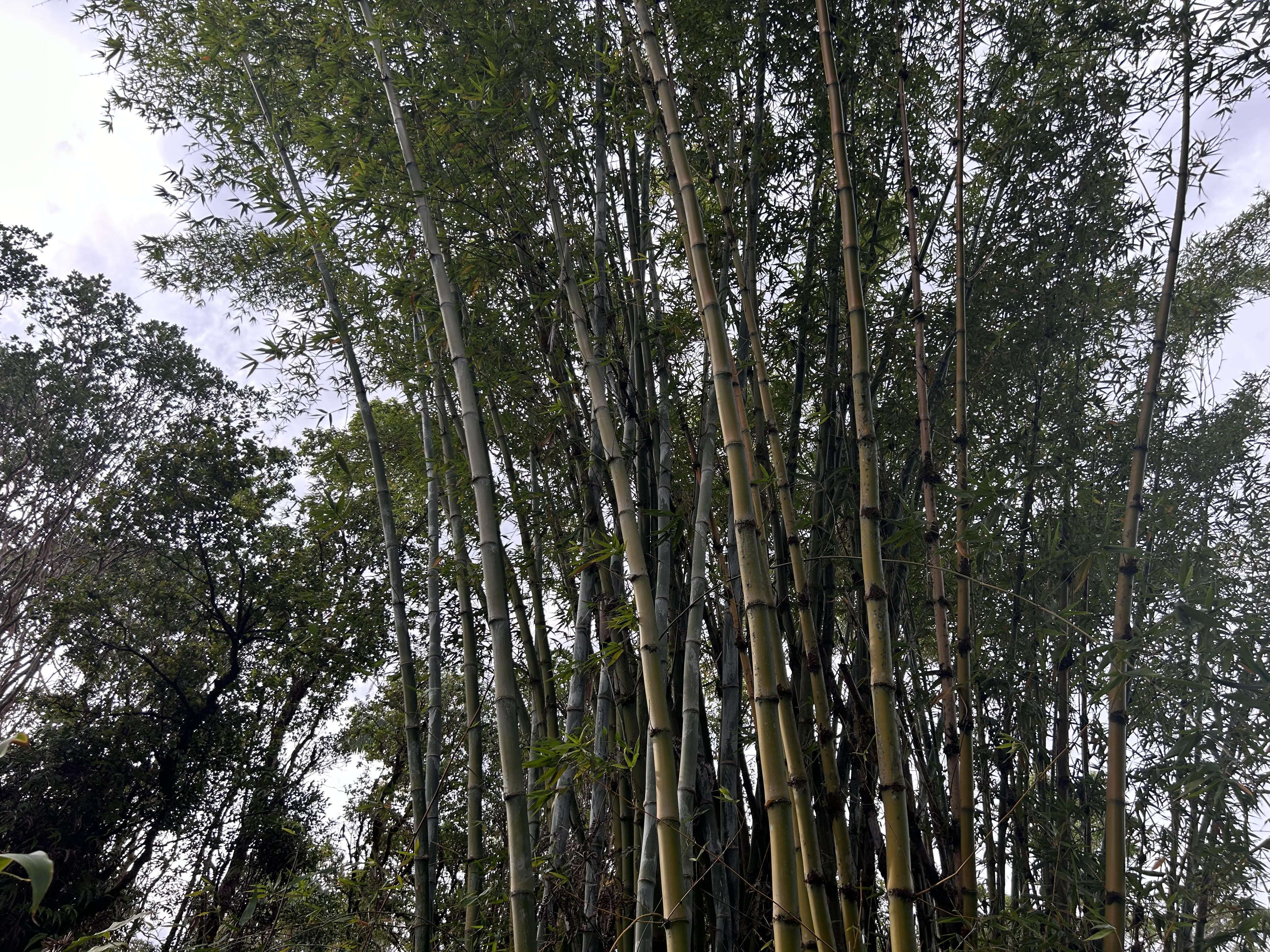 Hilo, HI 96720,3610 KAIWIKI RD