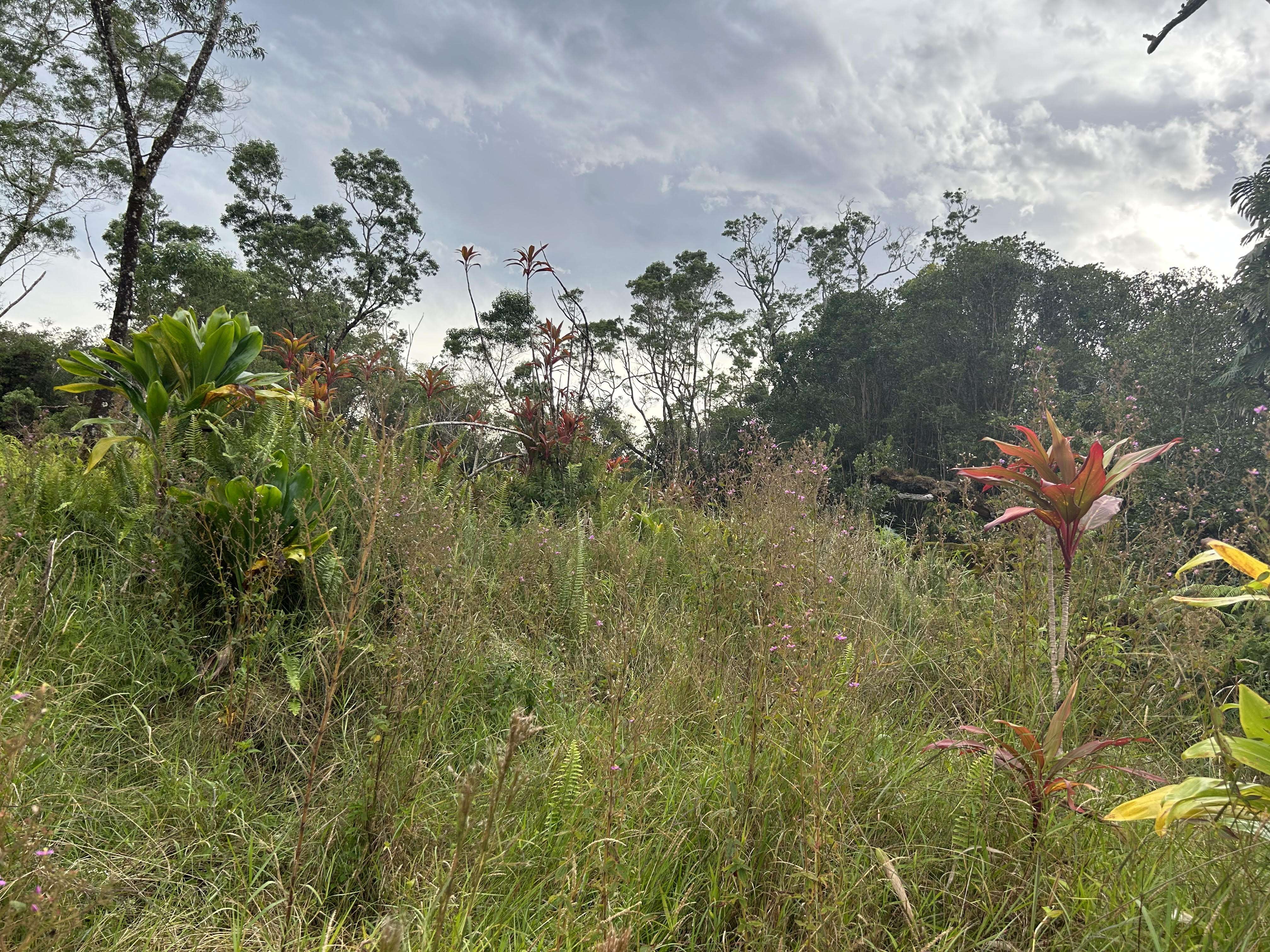 Hilo, HI 96720,3610 KAIWIKI RD