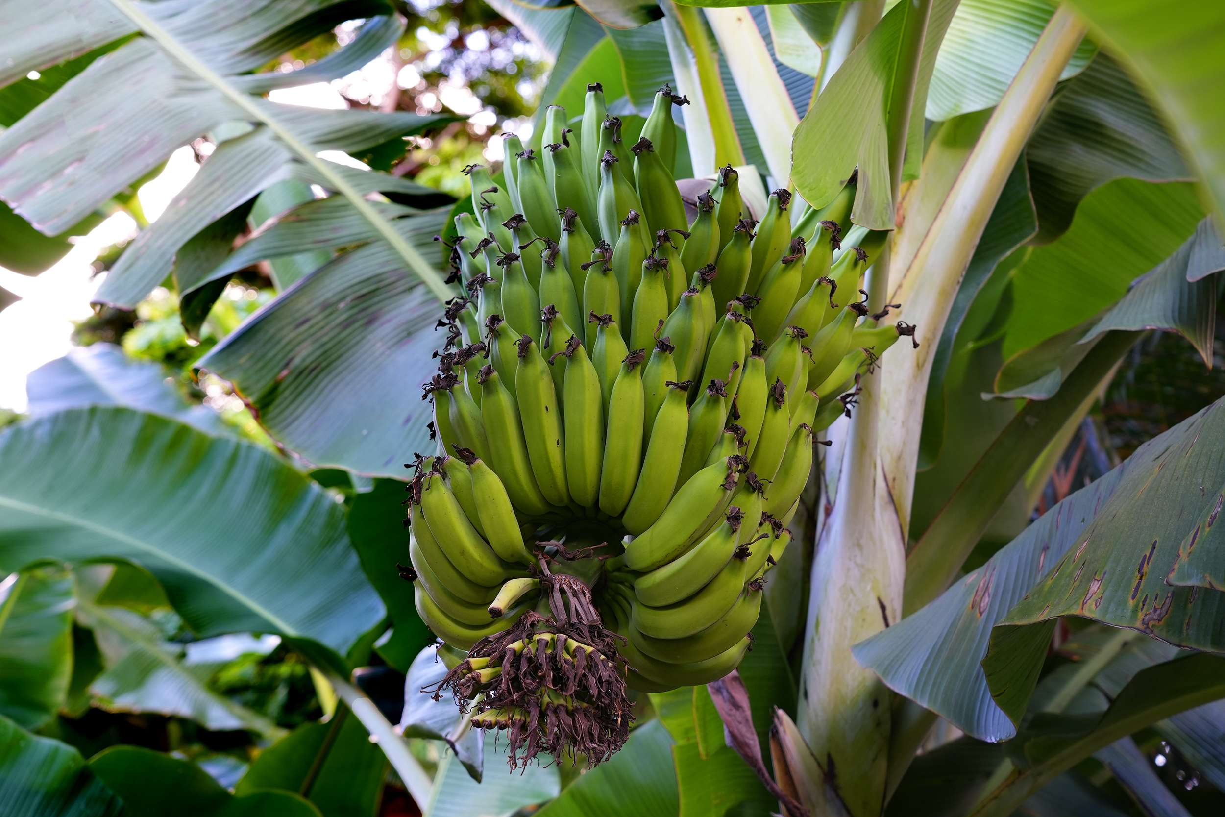 Anahola, HI 96746,3720-A MOLOAA RD