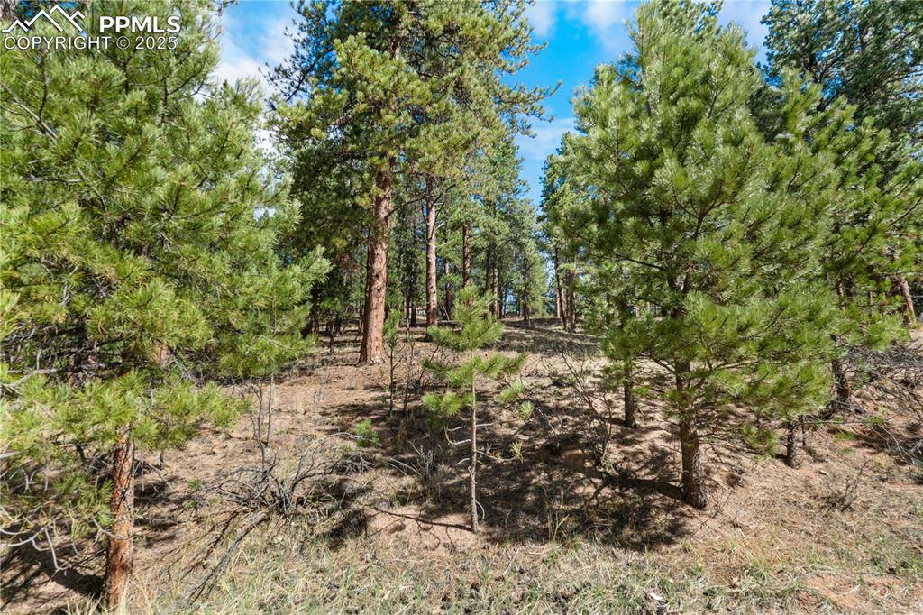 Woodland Park, CO 80863,156 E Ridge DR