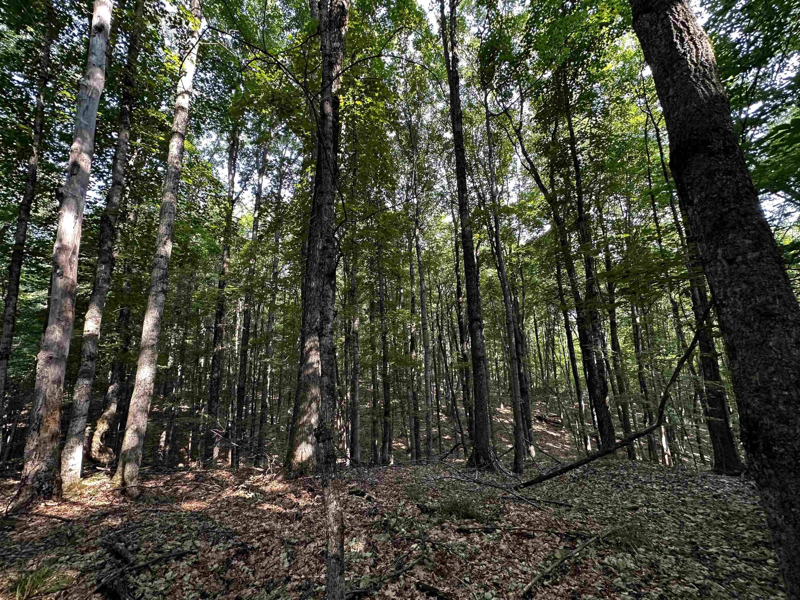 Rapid City, MI 49676,5268 Snowshoe