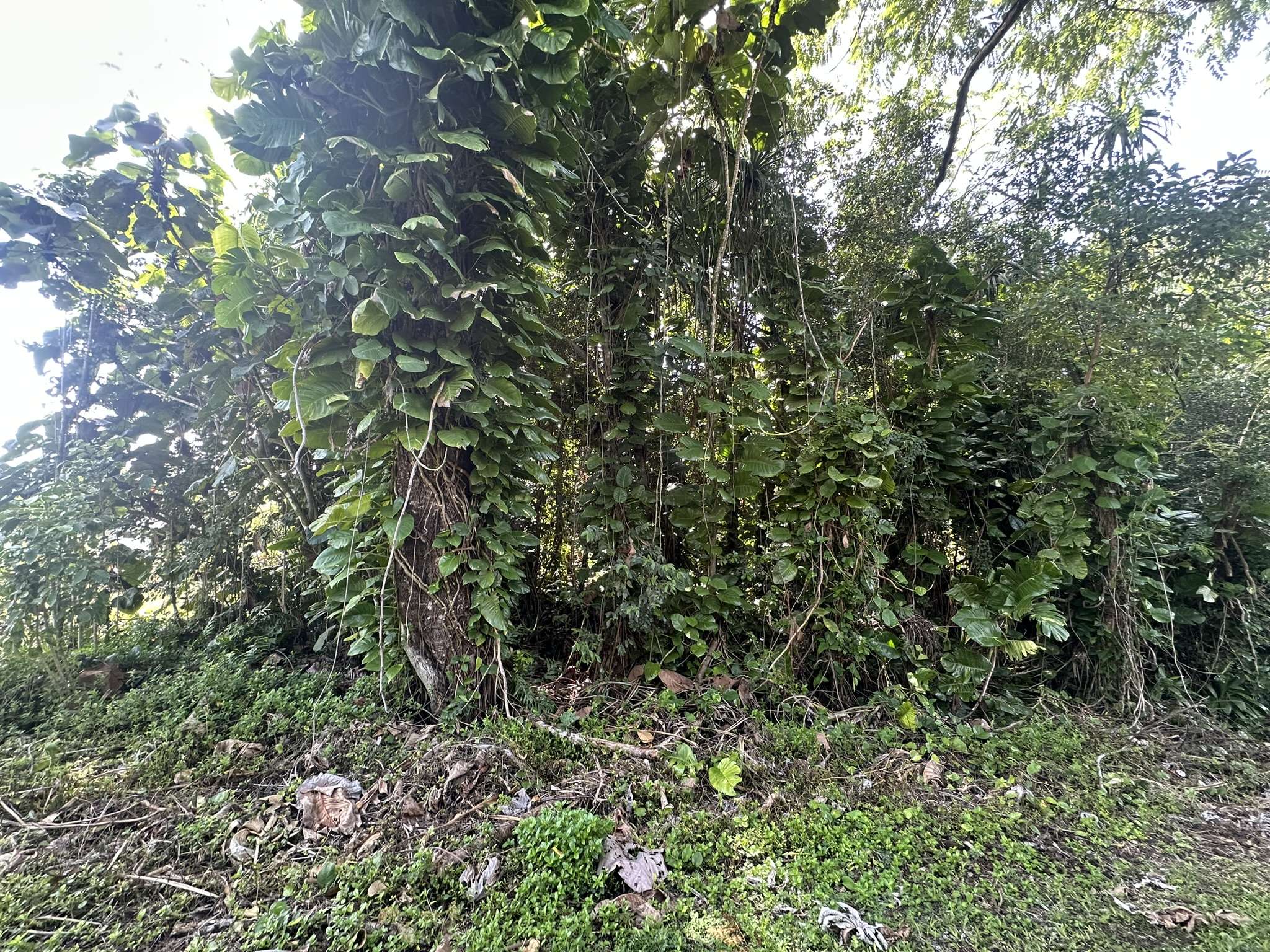 Pahoa, HI 96778,15-2716 OPELU ST