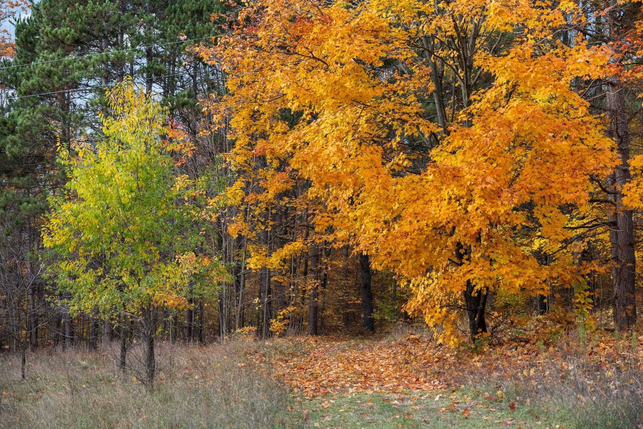 Rapid City, MI 49676,4968 Hill