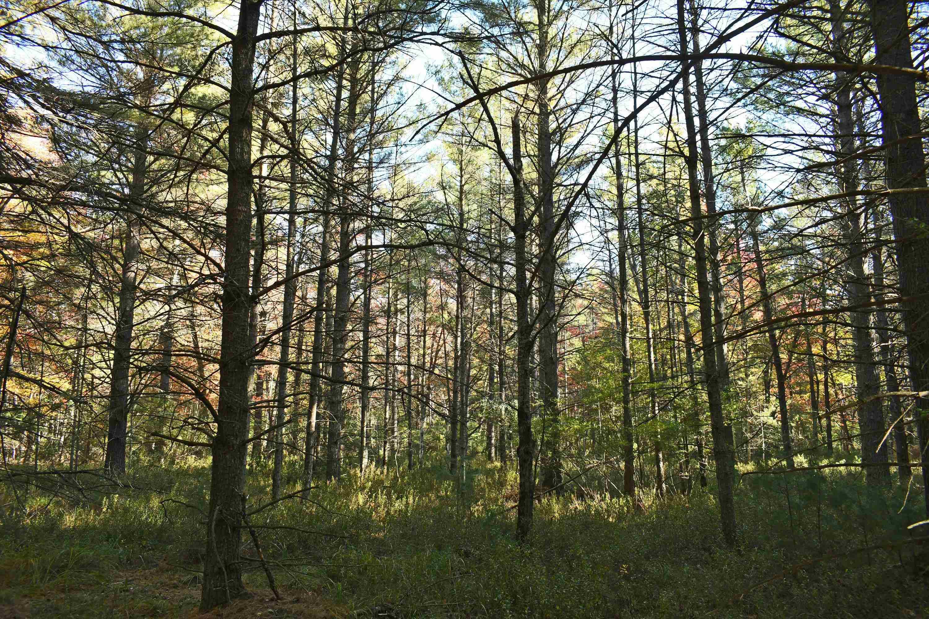 East Tawas, MI 48730,01 Rainbow DR