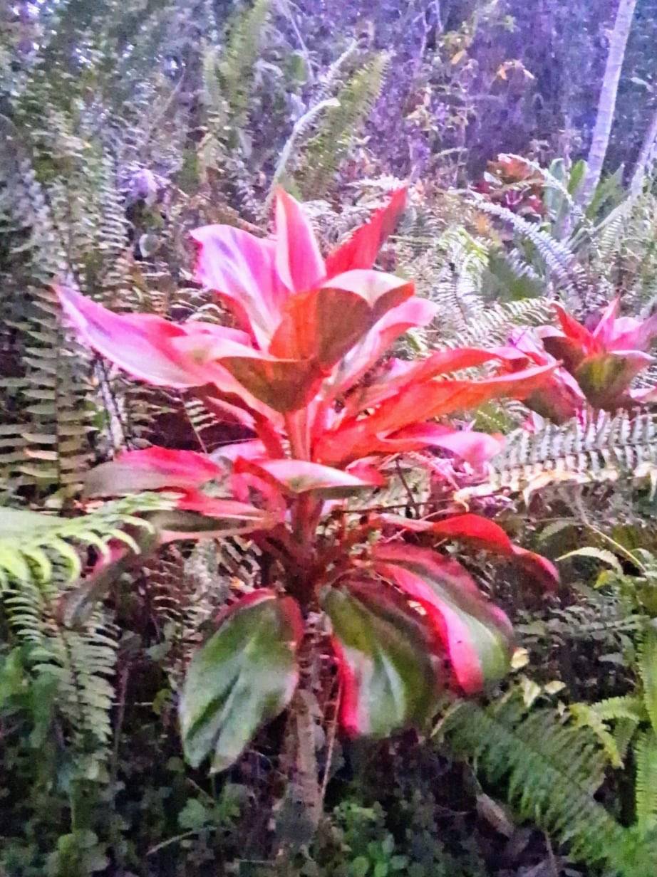 Pahoa, HI 96778,14-3379 PAKALANA RD